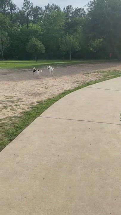 Enlarge Pluto, a Adopted mixed breed in Fort Worth, TX video 20/22