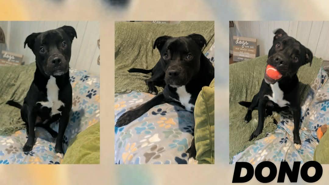 Enlarge Dono, a Adoptable mixed breed in Ozark, AL image 3/4