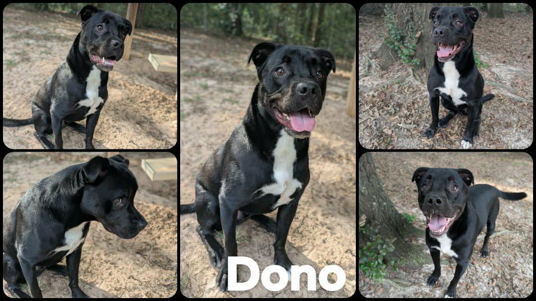 Enlarge Dono, a Adoptable mixed breed in Ozark, AL image 2/4