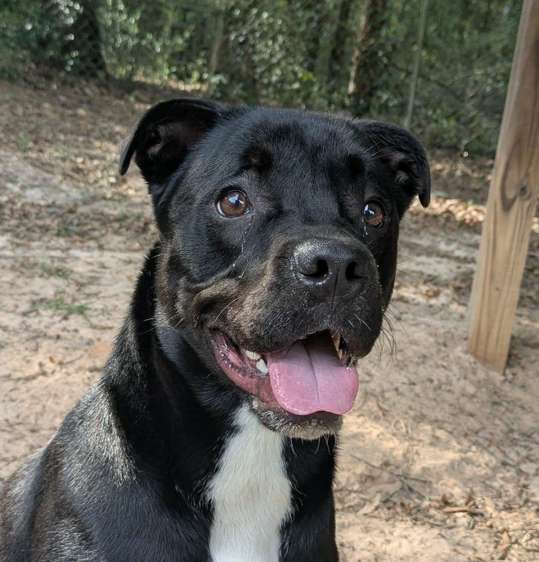 Dono, Adoptable, Young Male Bulldog & Labrador Retriever.