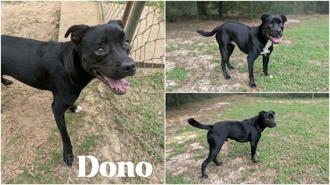 Enlarge Dono, a Adoptable mixed breed in Ozark, AL image 4/4
