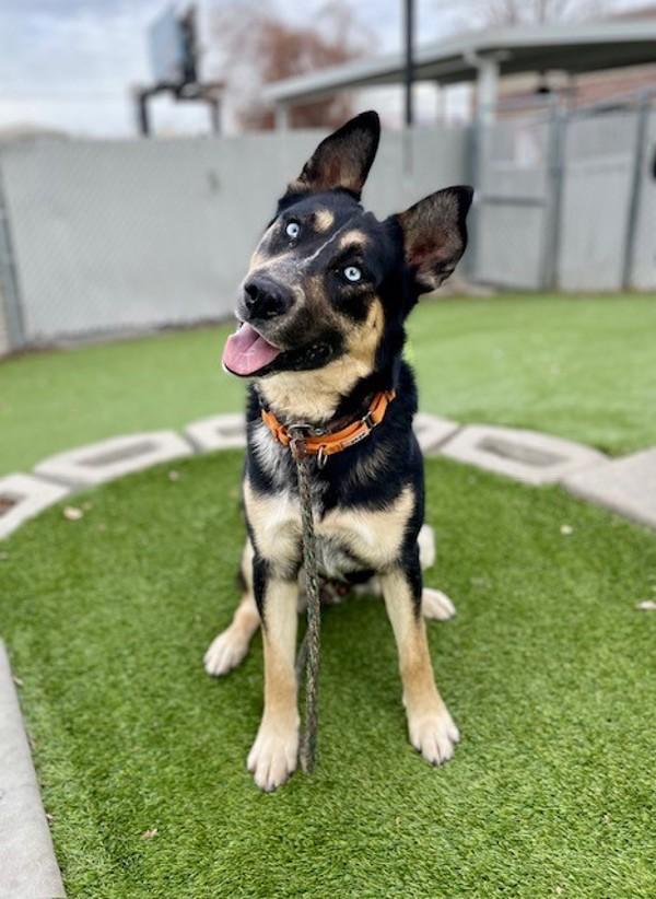 Enlarge *Silas*, a Adoptable mixed breed in Salt Lake City, UT image 1/6