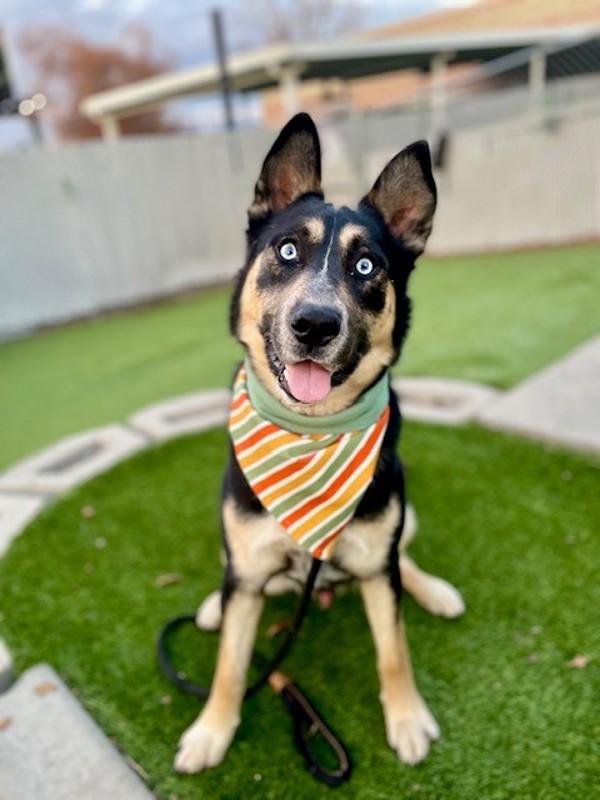 Enlarge *Silas*, a Adoptable mixed breed in Salt Lake City, UT image 2/6