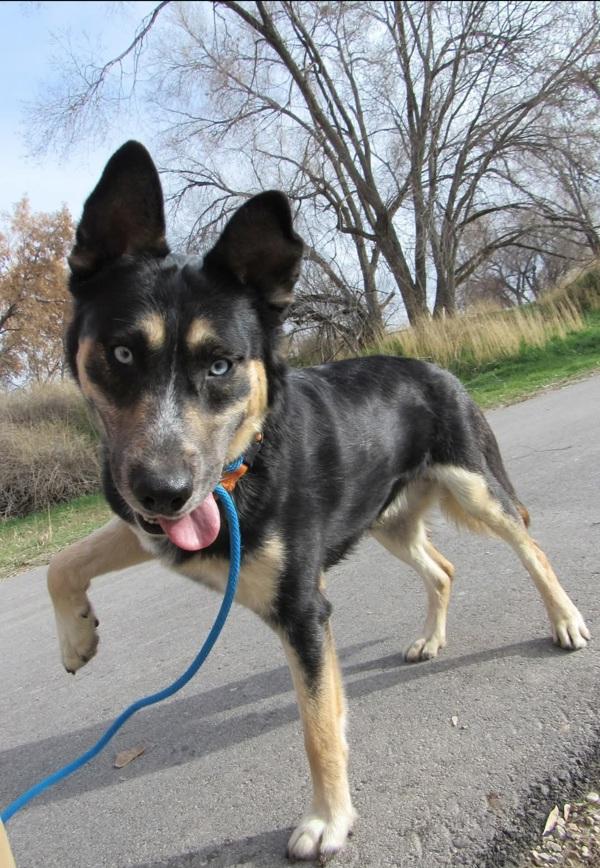 Enlarge *Silas*, a Adoptable mixed breed in Salt Lake City, UT image 4/6