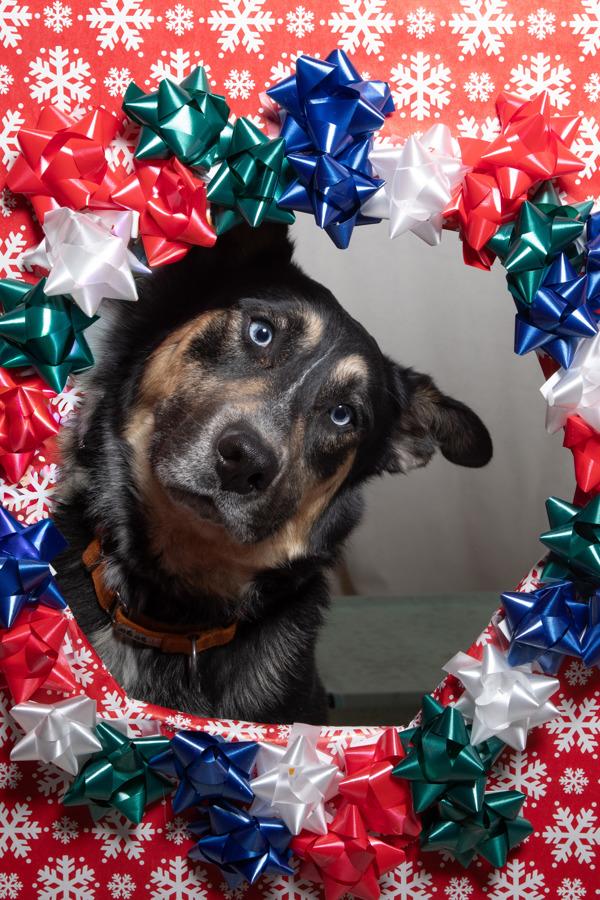 Enlarge *Silas*, a Adoptable mixed breed in Salt Lake City, UT image 6/6