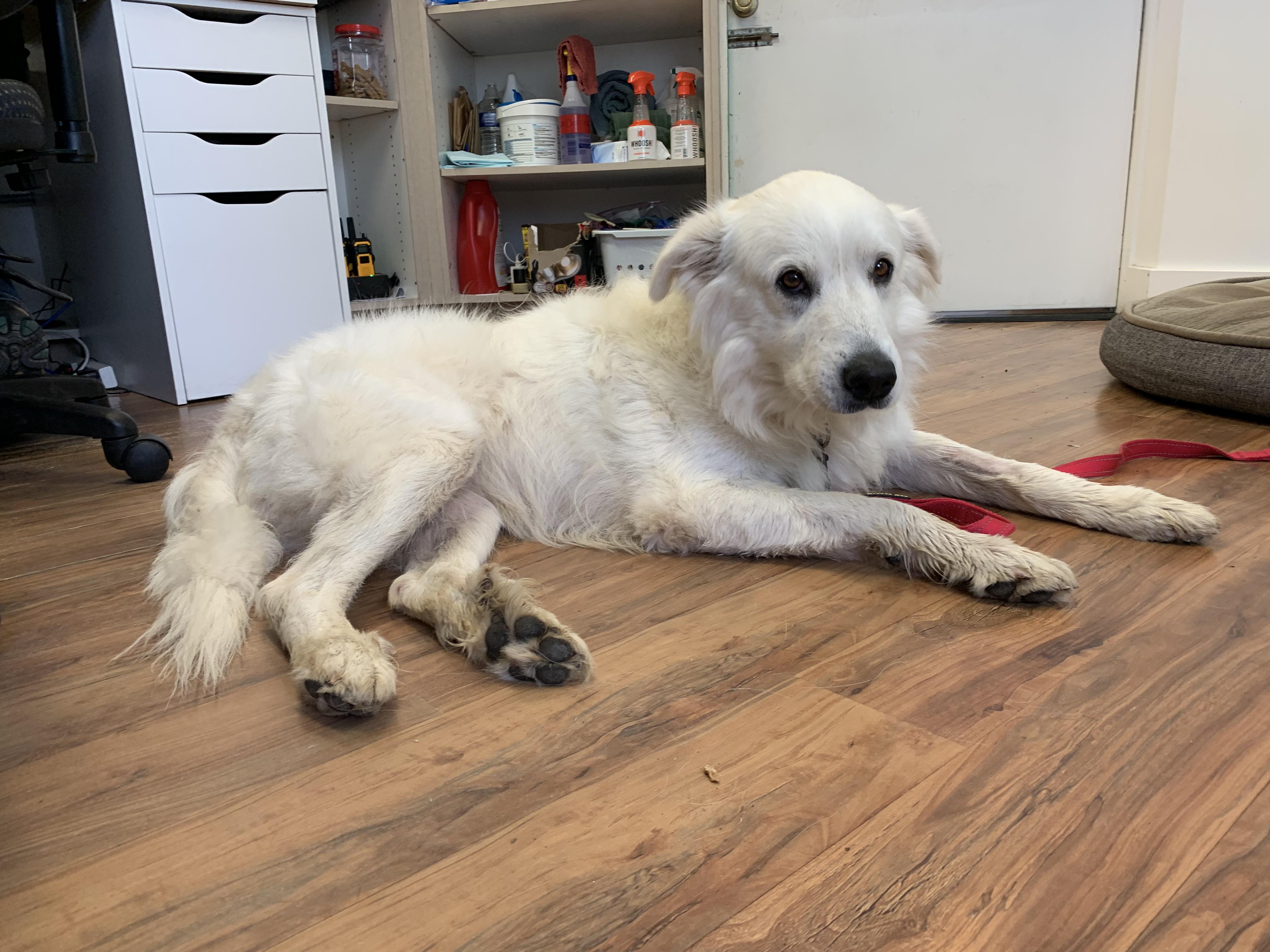 Enlarge Puff, a ADOPTABLE mixed breed in Grass Valley, CA image 3/6