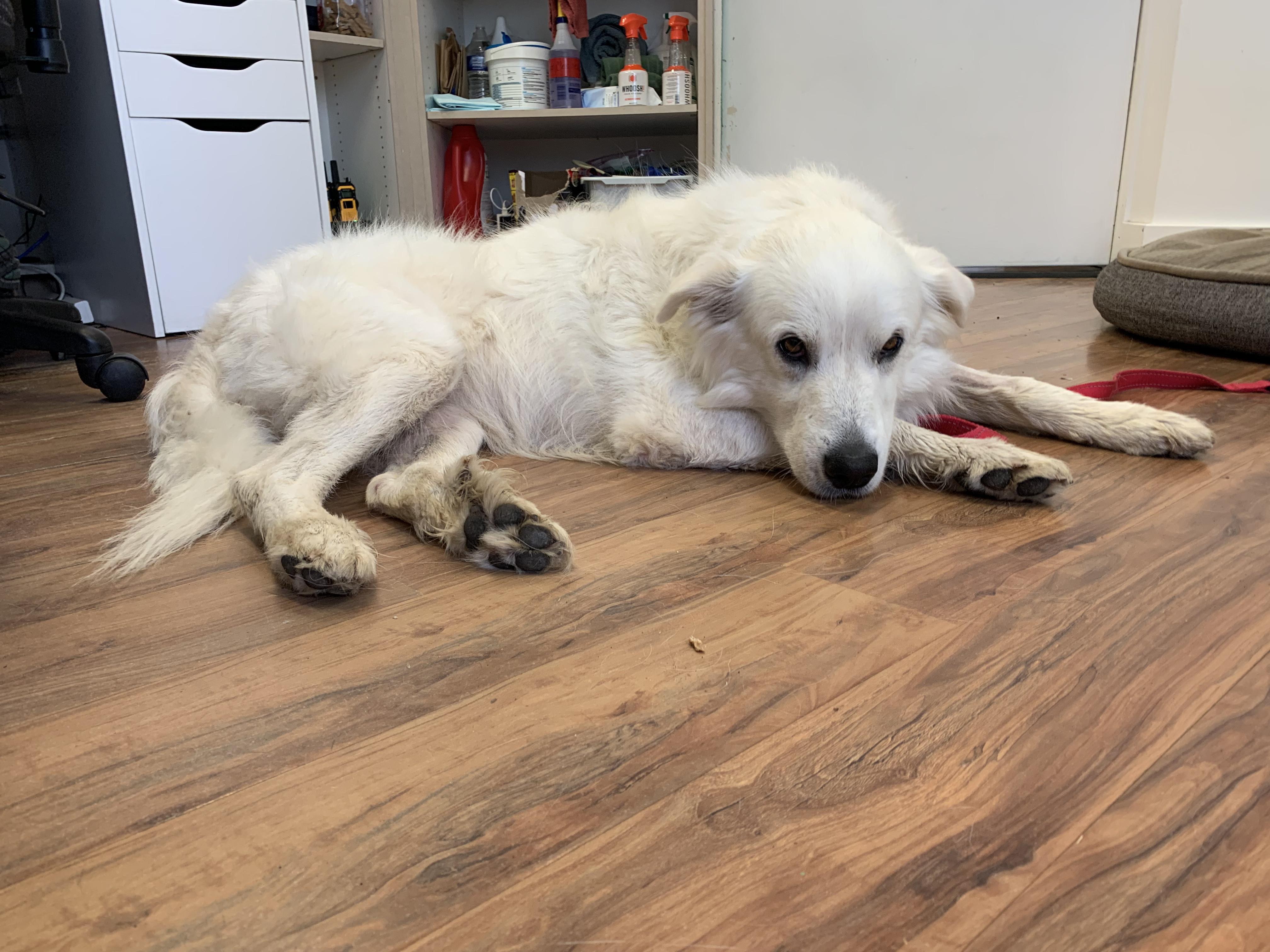 Enlarge Puff, a ADOPTABLE mixed breed in Grass Valley, CA image 5/6