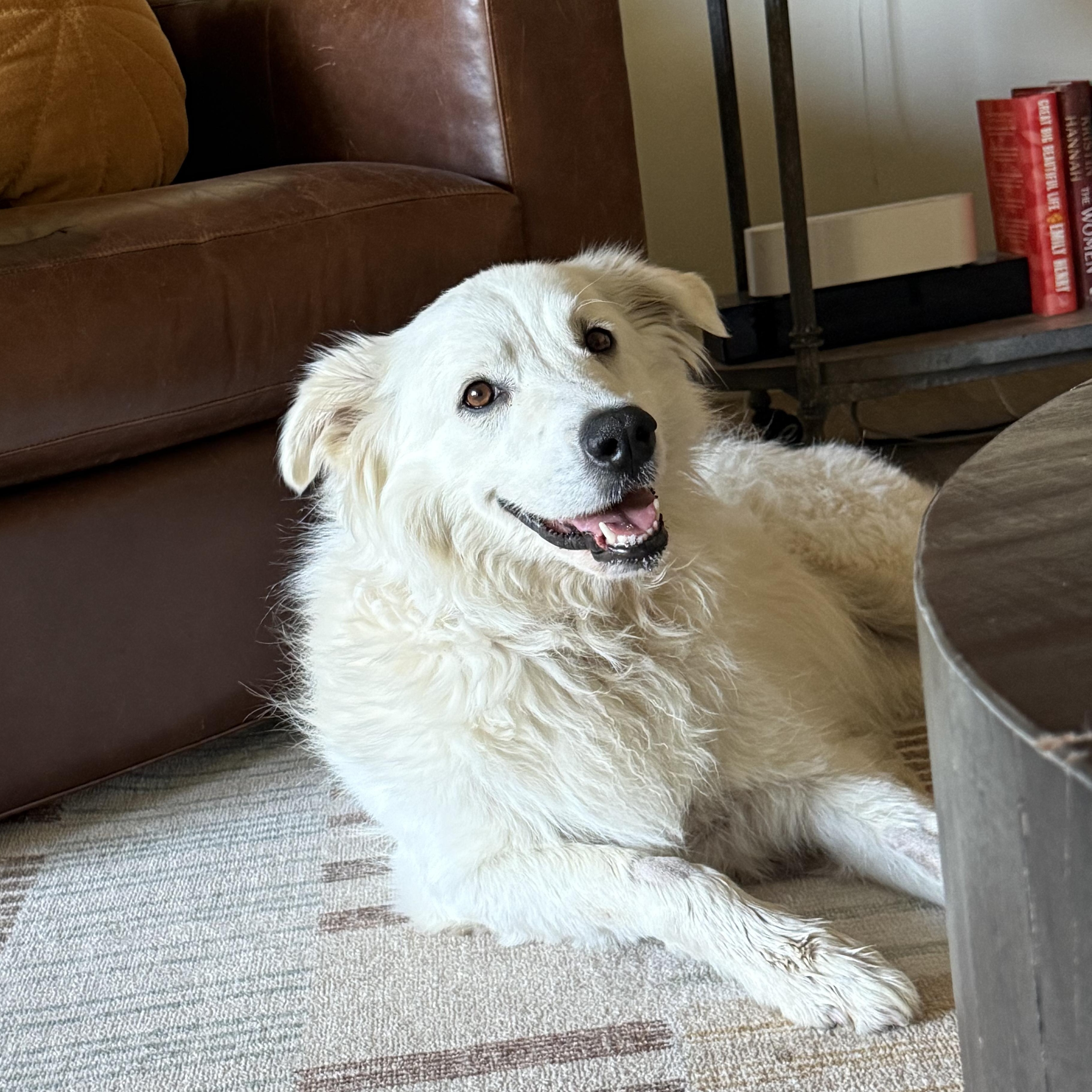 Puff, ADOPTABLE, Adult Female Great Pyrenees.
