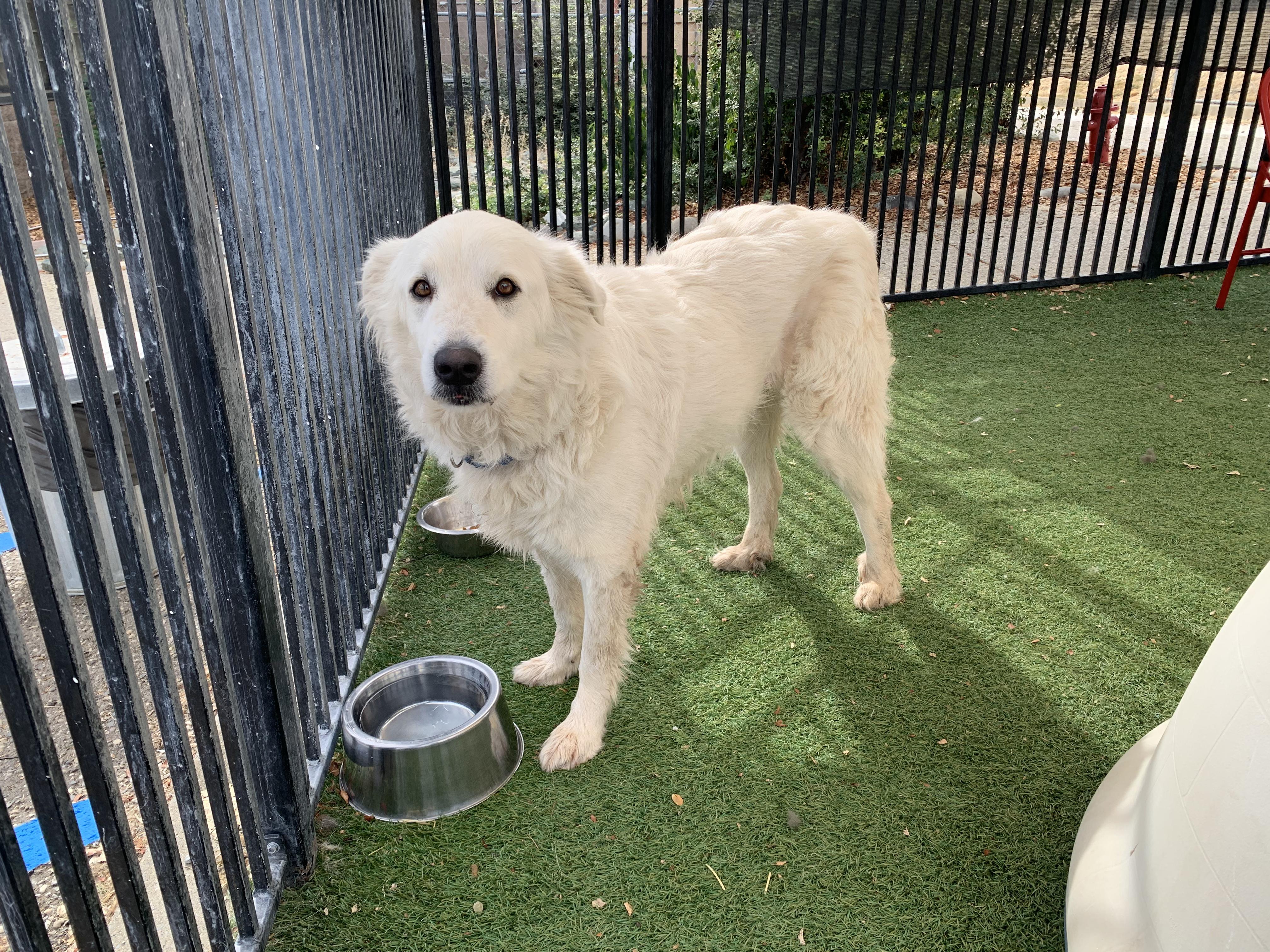 Enlarge Puff, a Adoptable mixed breed in Grass Valley, CA image 6/6