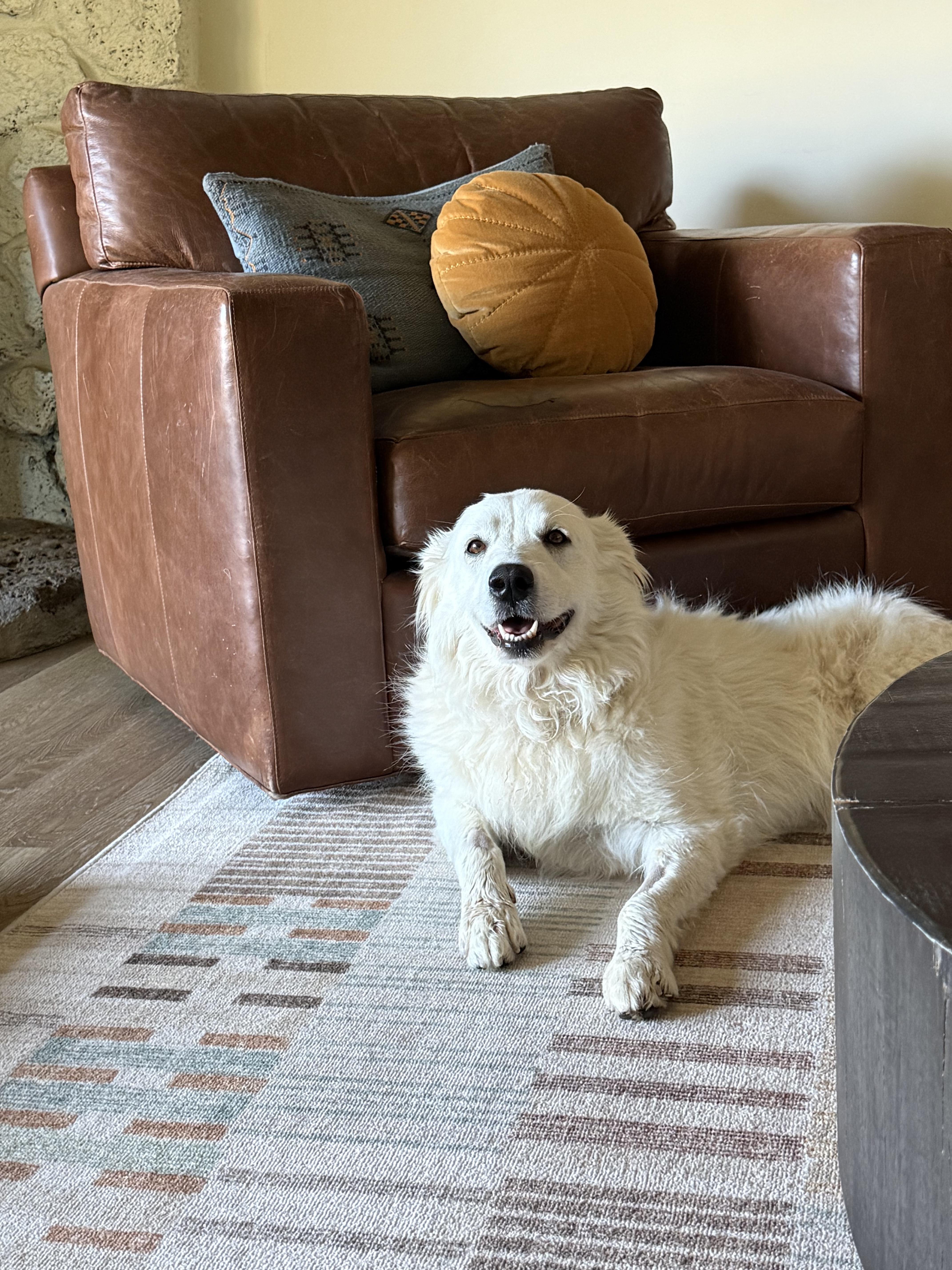 Enlarge Puff, a ADOPTABLE mixed breed in Grass Valley, CA image 6/6