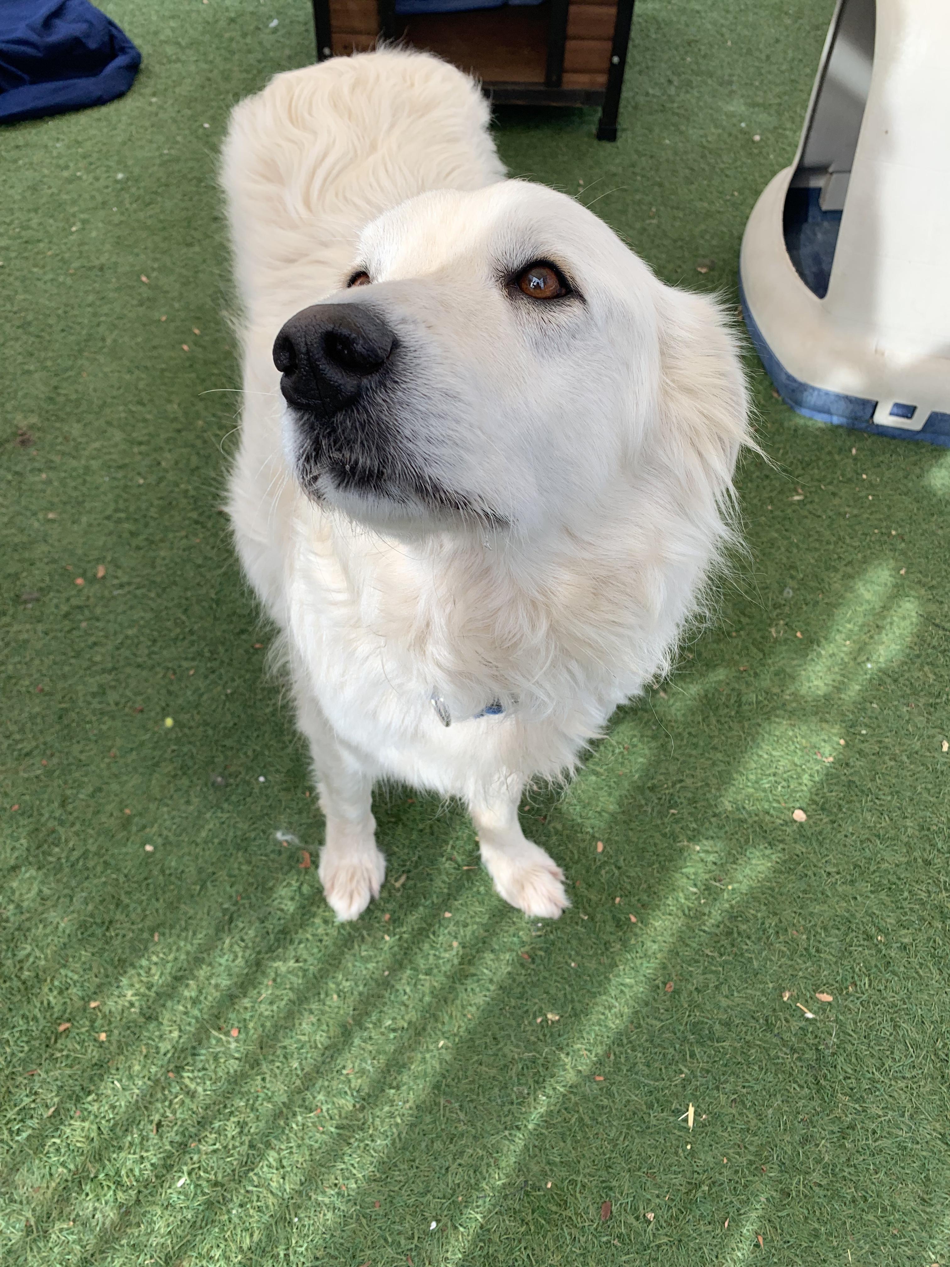 Puff, Adoptable, Adult Female Great Pyrenees.