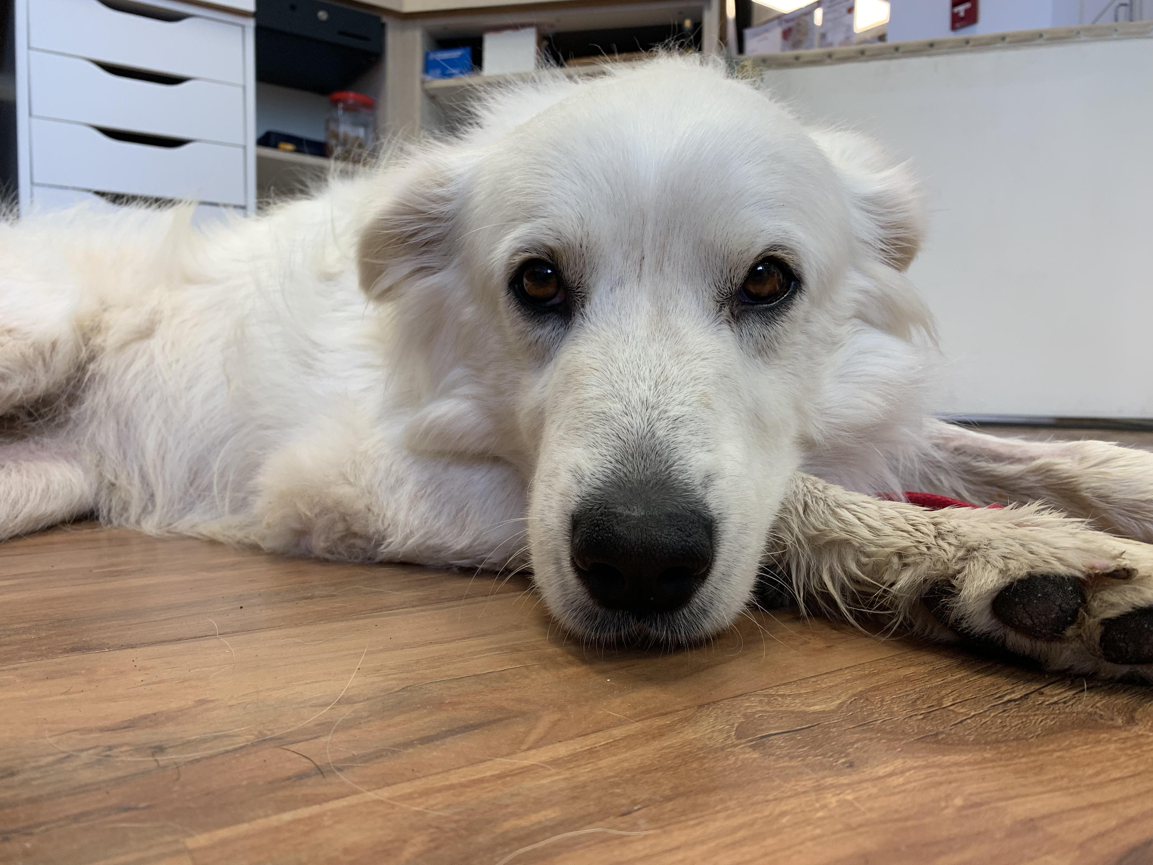 Enlarge Puff, a ADOPTABLE mixed breed in Grass Valley, CA image 2/6