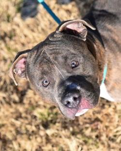 Enlarge DA 48 Polo, a Adoptable Pit Bull Terrier in Glen Allen, VA image 2/3