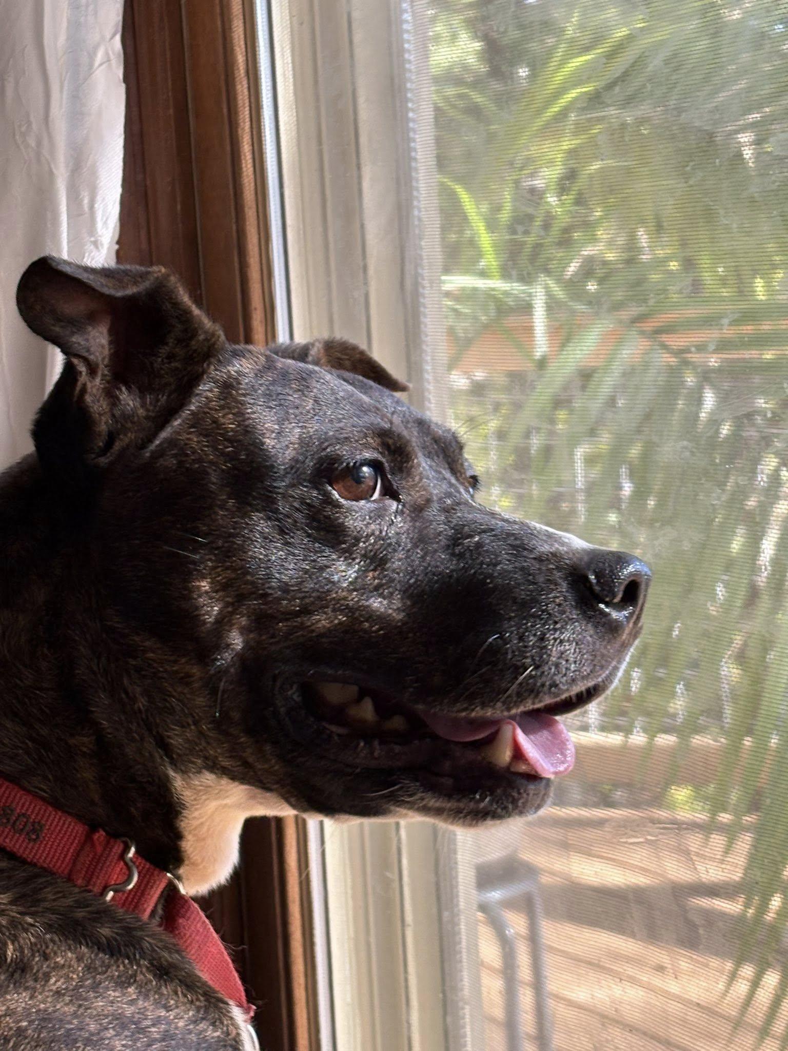 Gigi, Adoptable, Young Female Mixed Breed.