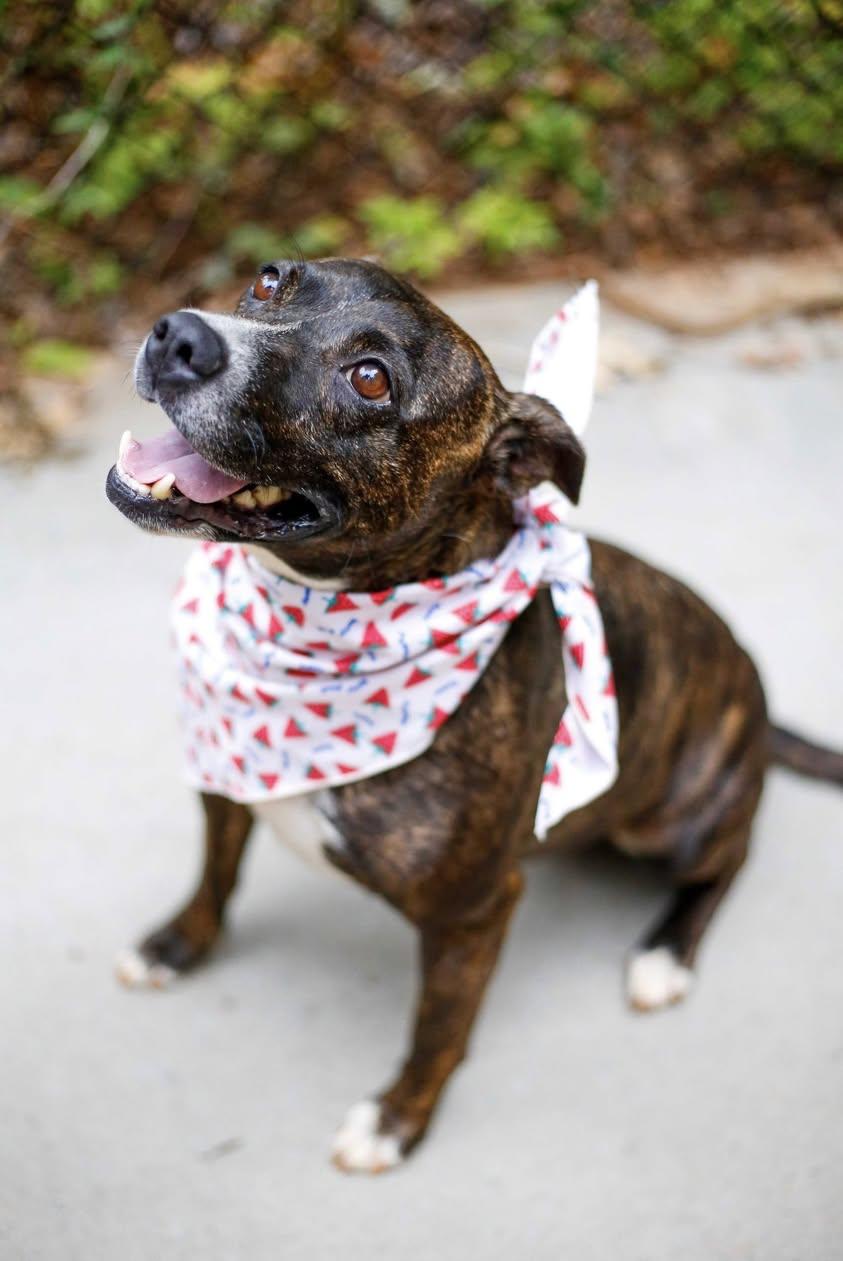 Enlarge Gigi, a Adoptable Mixed Breed in Greenville, SC image 2/3