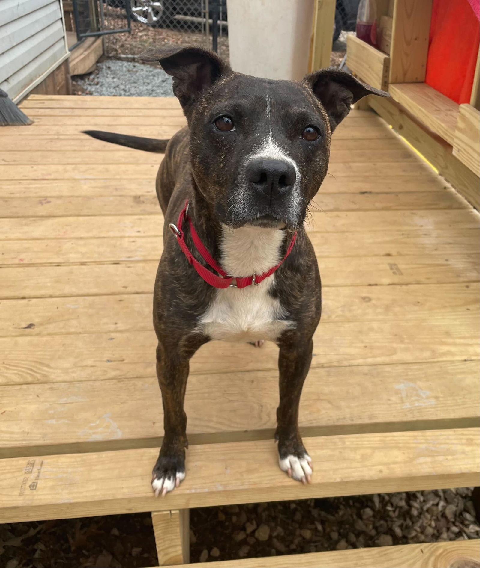 Enlarge Gigi, a Adoptable Mixed Breed in Greenville, SC image 3/3