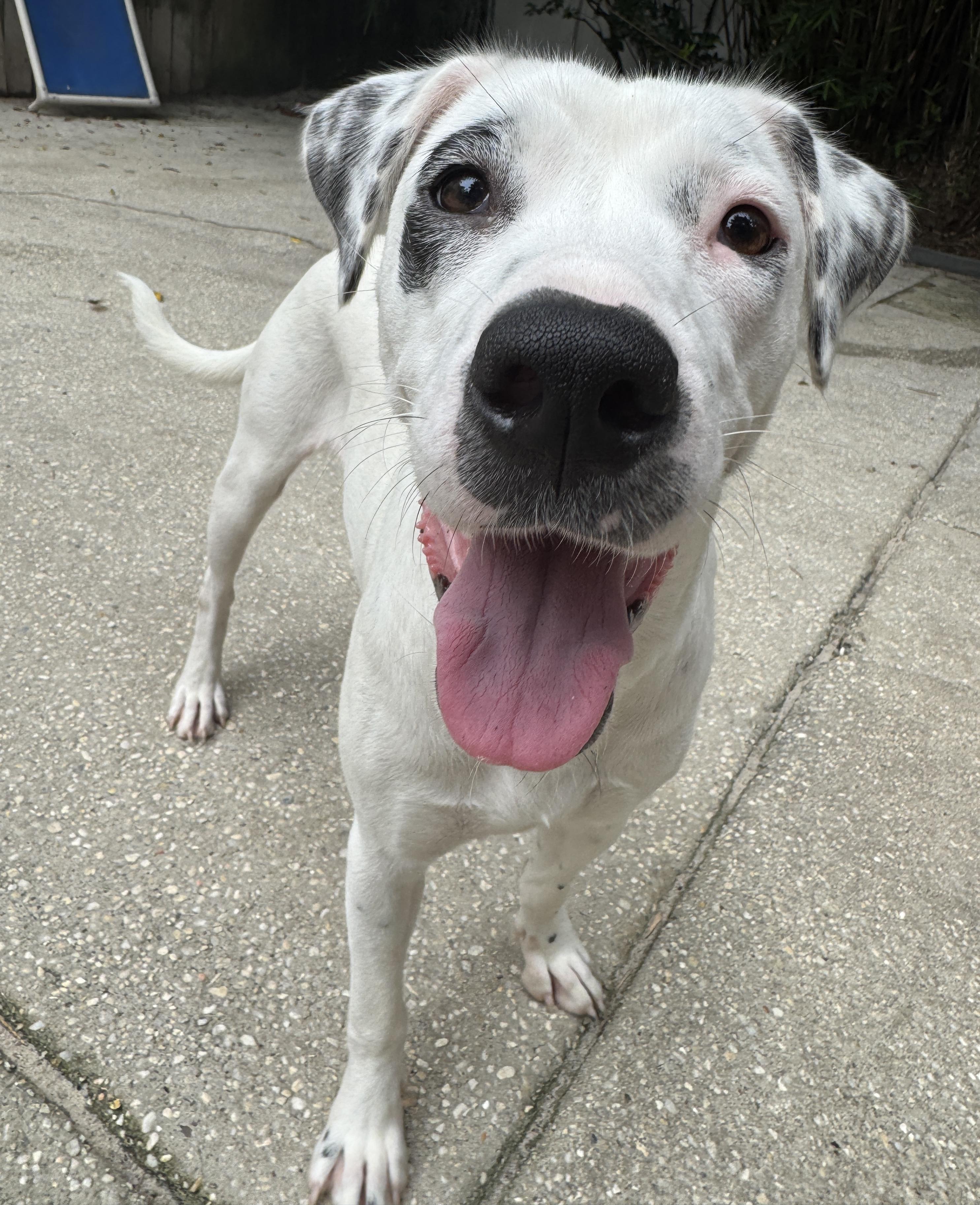 Enlarge Honey, a ADOPTABLE mixed breed in Navarre, FL image 2/6