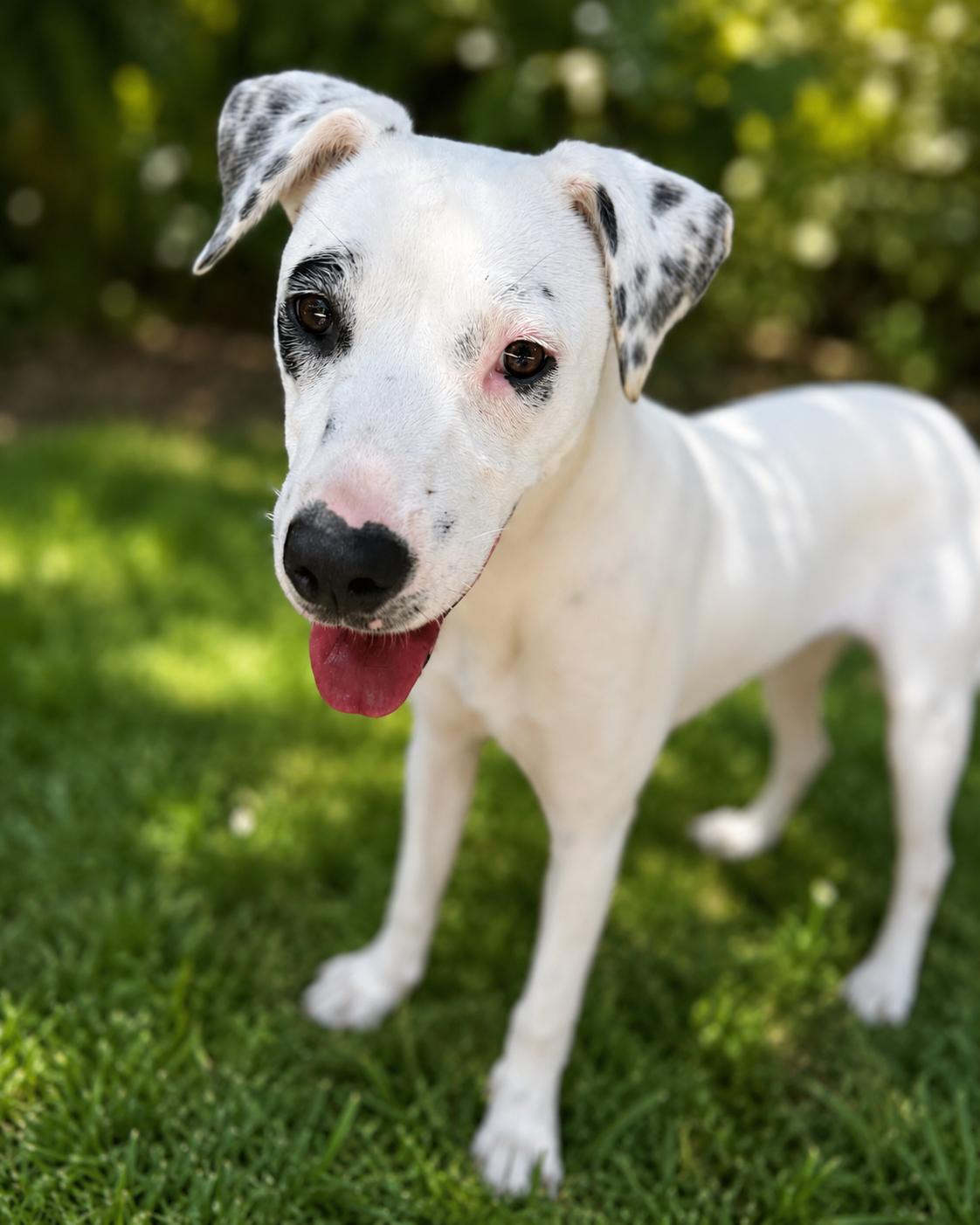 Enlarge Honey, a ADOPTABLE mixed breed in Navarre, FL image 6/6