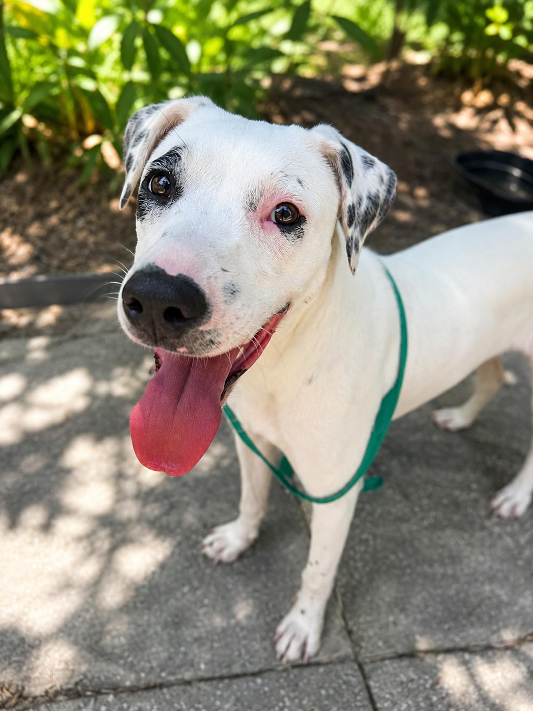 Enlarge Honey, a ADOPTABLE mixed breed in Navarre, FL image 5/6