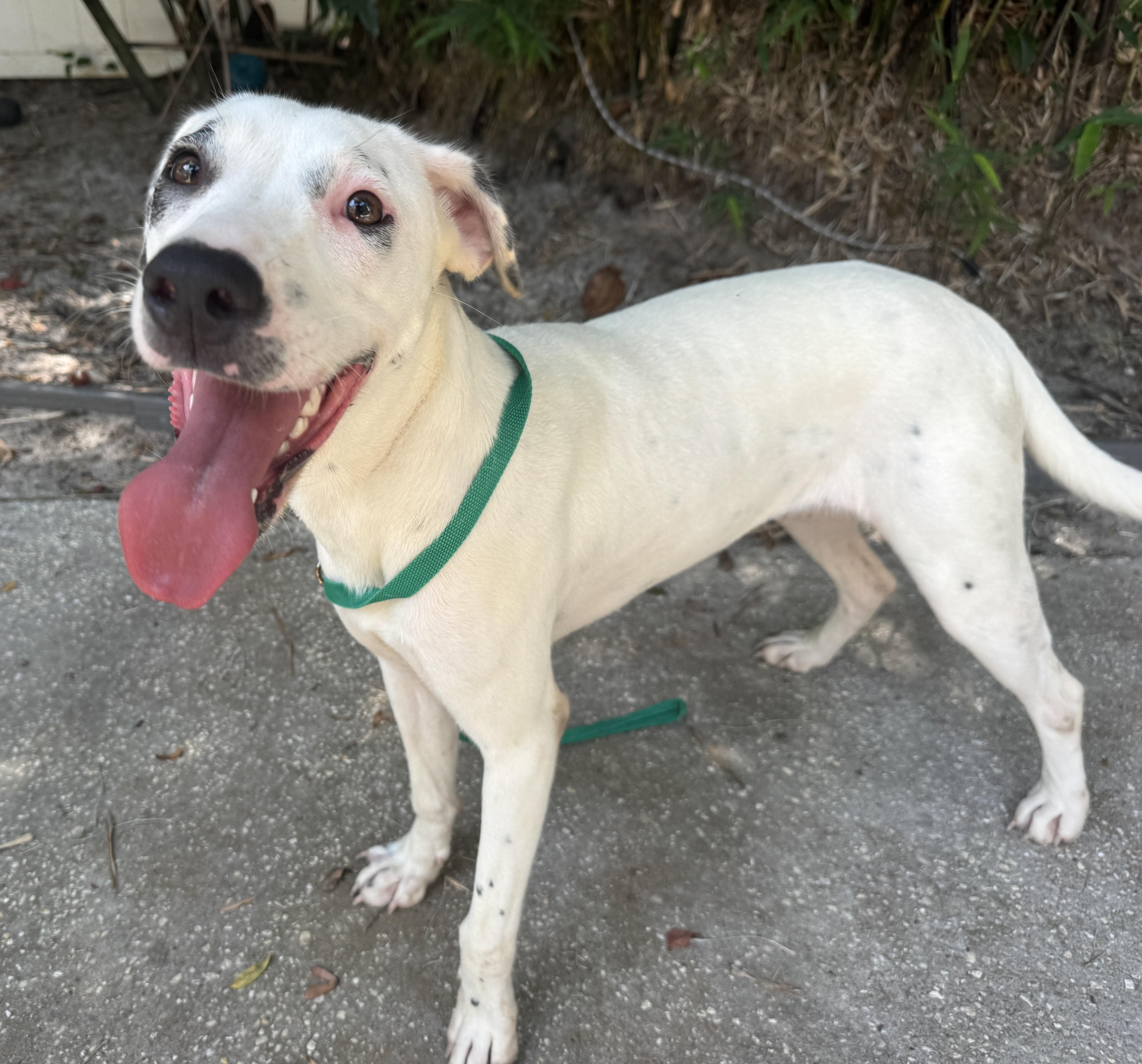 Enlarge Honey, a ADOPTABLE mixed breed in Navarre, FL image 4/6