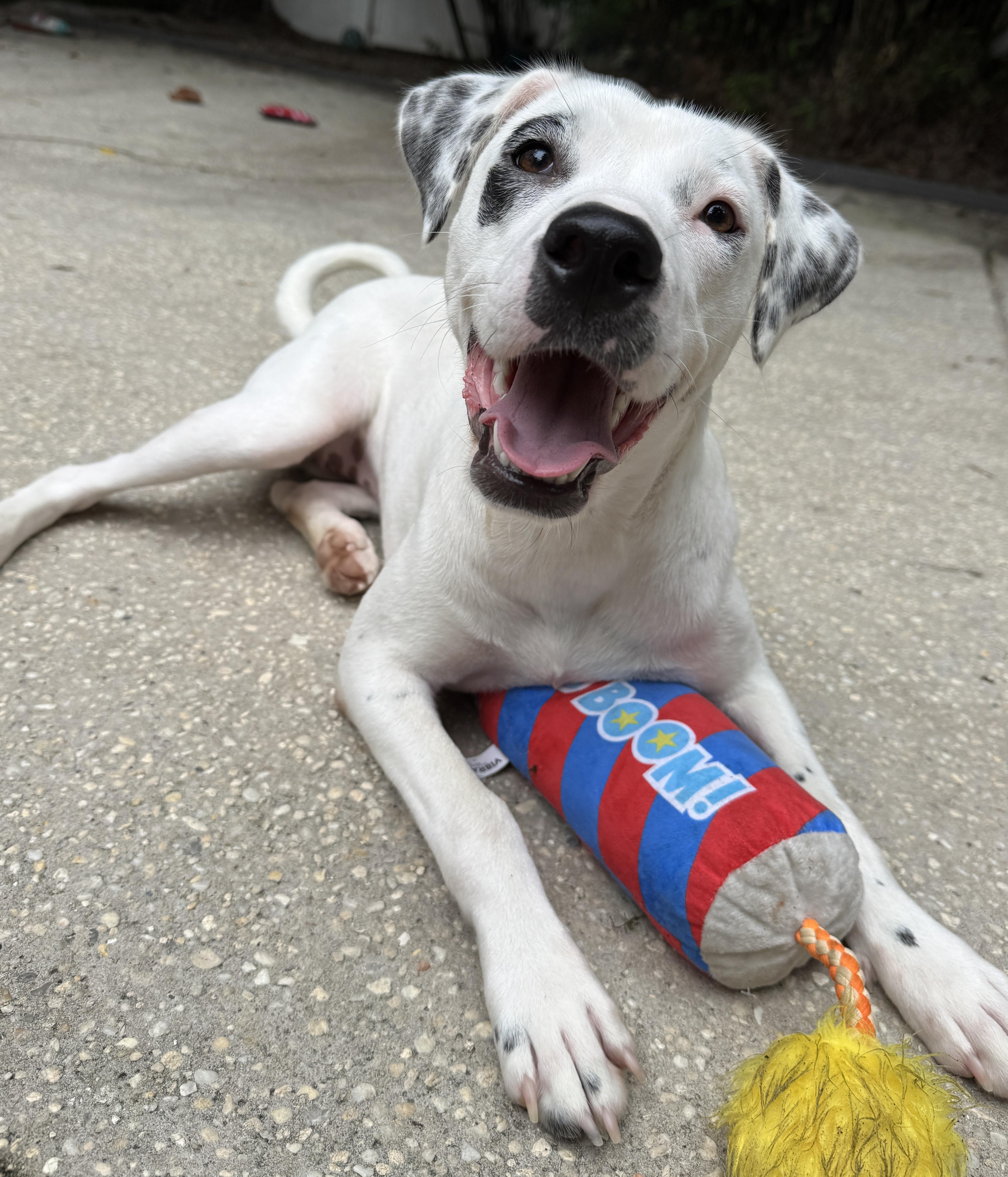 Enlarge Honey, a ADOPTABLE mixed breed in Navarre, FL image 3/6