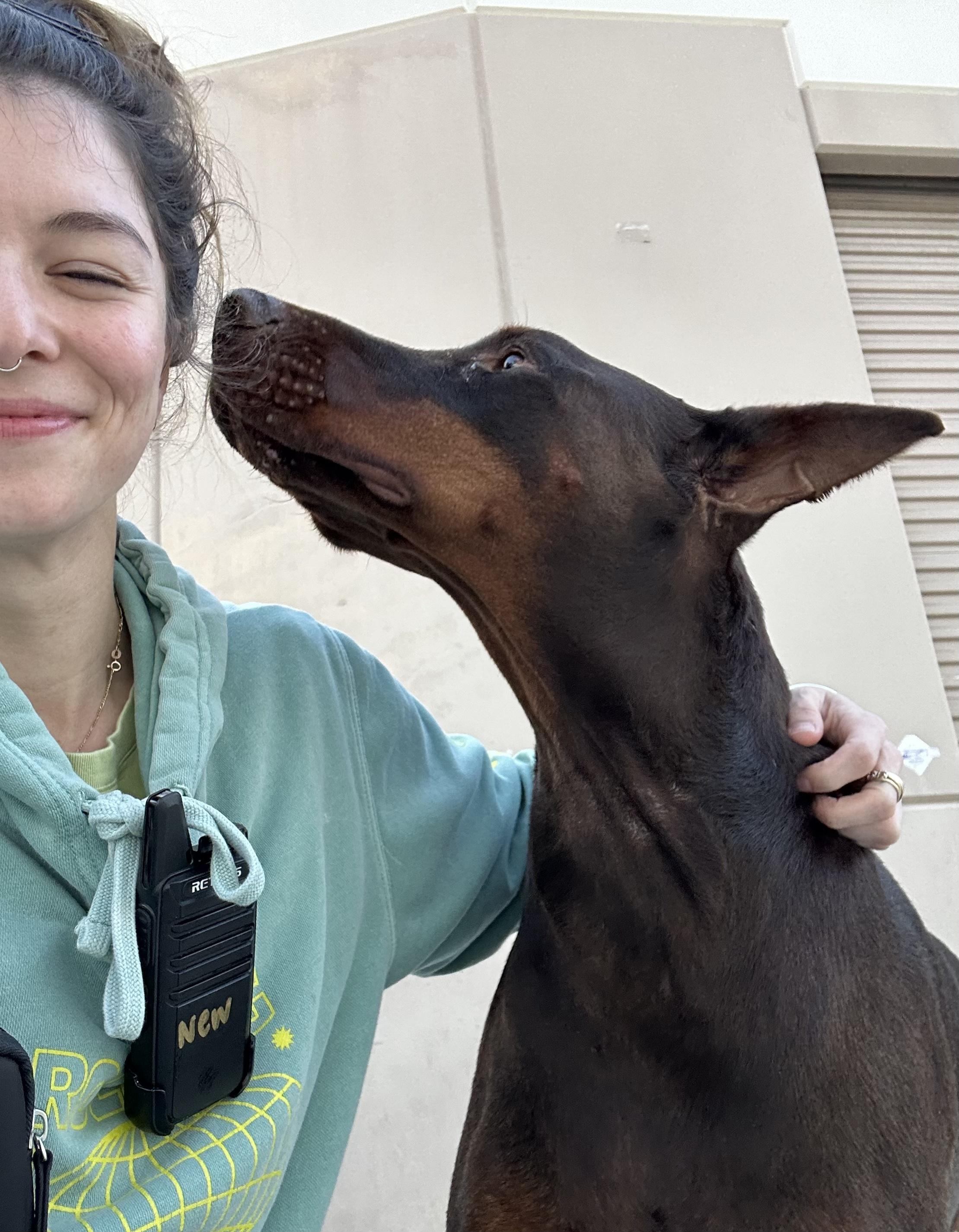 Enlarge Archer, an adopted Doberman Pinscher in Rancho Santa Margarita, CA image 2/6