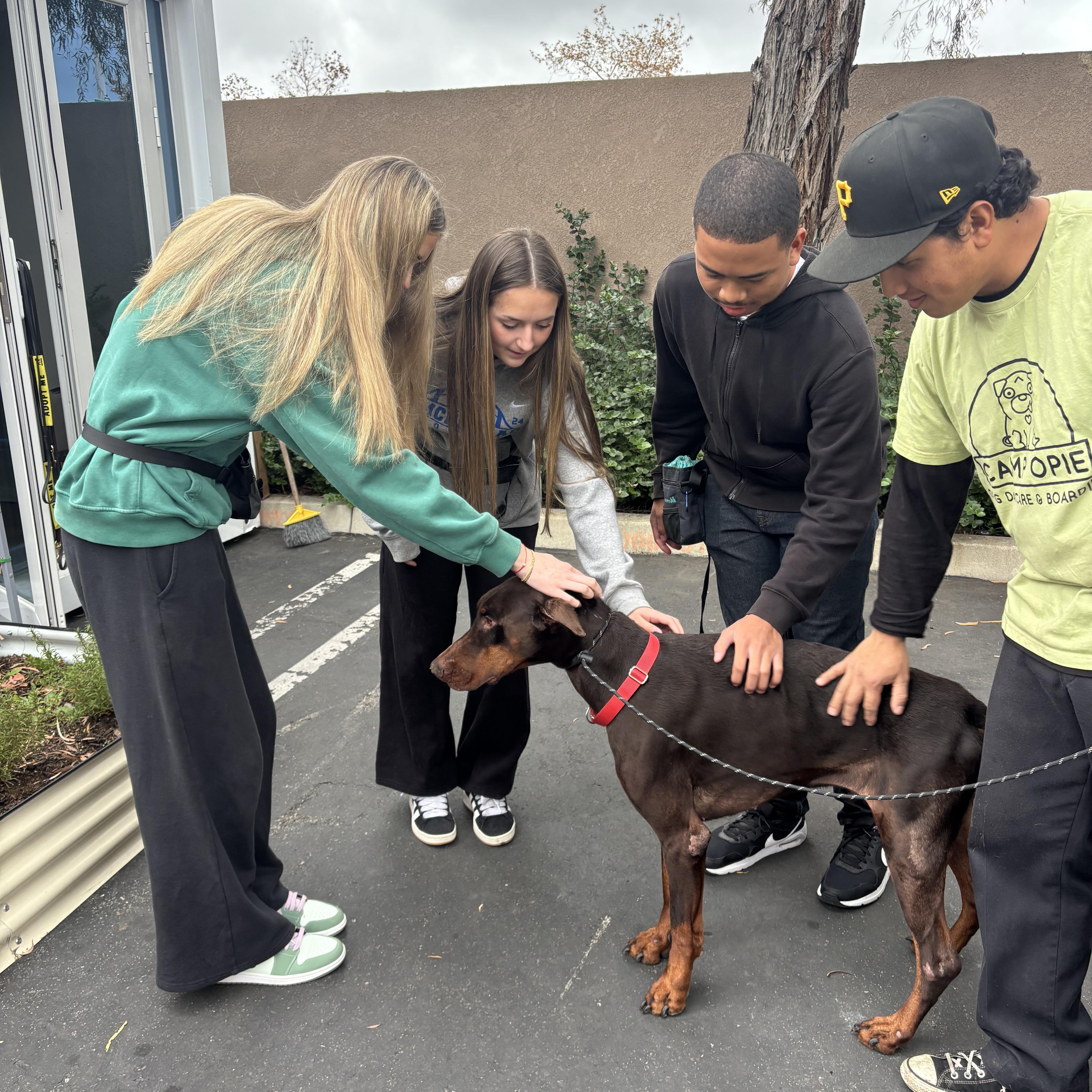 Enlarge Archer, an adopted Doberman Pinscher in Rancho Santa Margarita, CA image 3/6