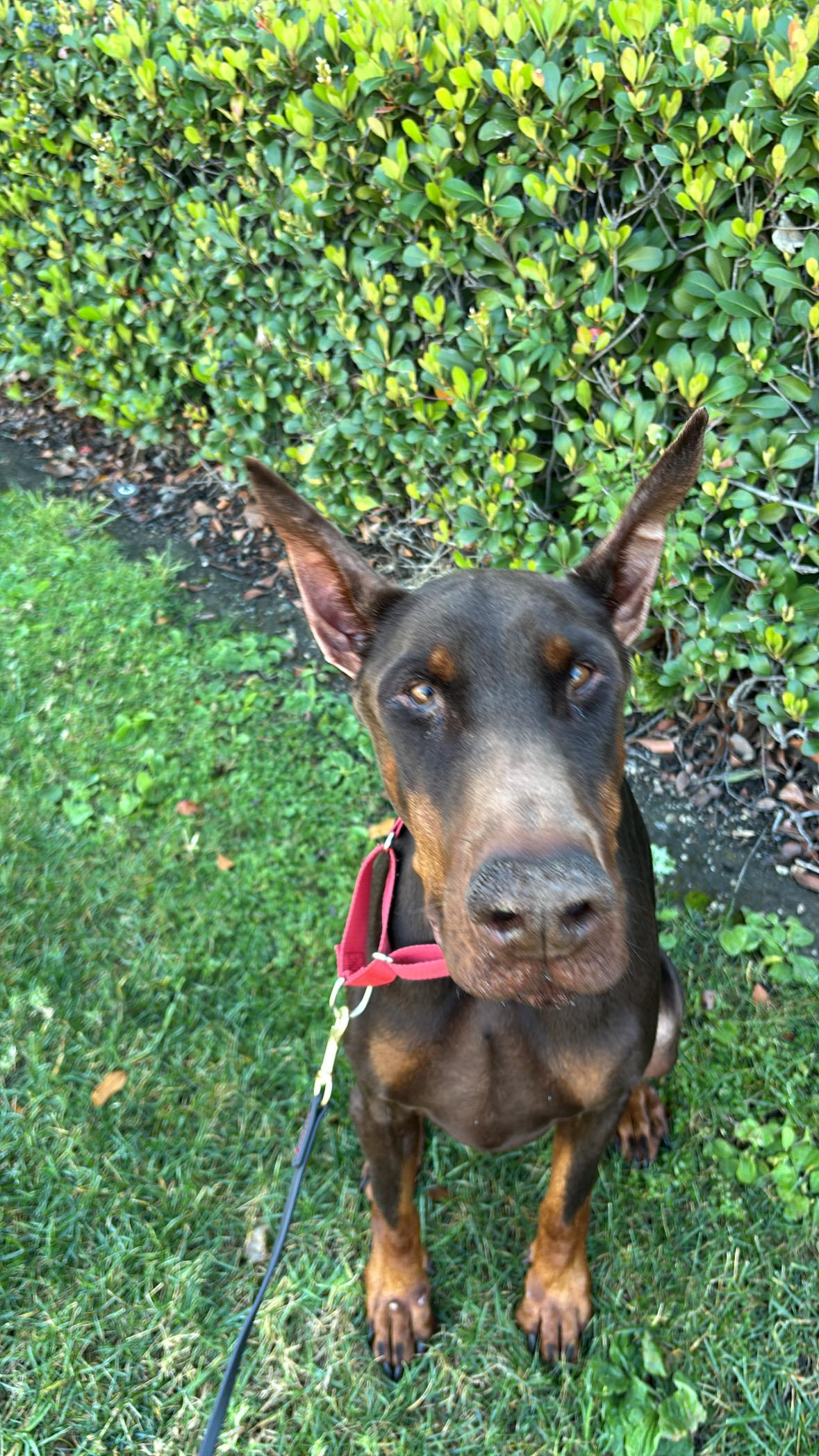 Enlarge Archer, an adopted Doberman Pinscher in Rancho Santa Margarita, CA image 5/6