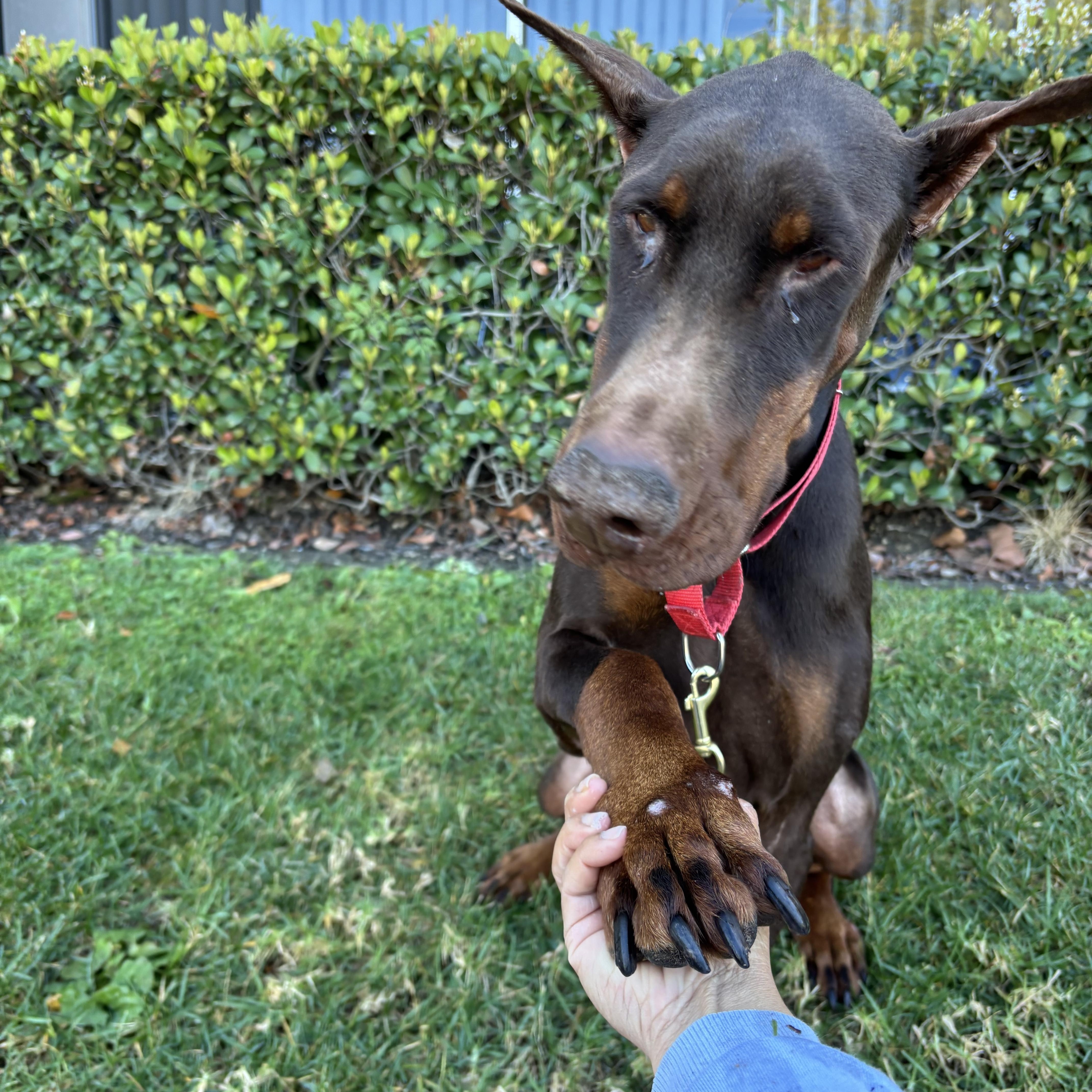 Enlarge Archer, an adopted Doberman Pinscher in Rancho Santa Margarita, CA image 6/6