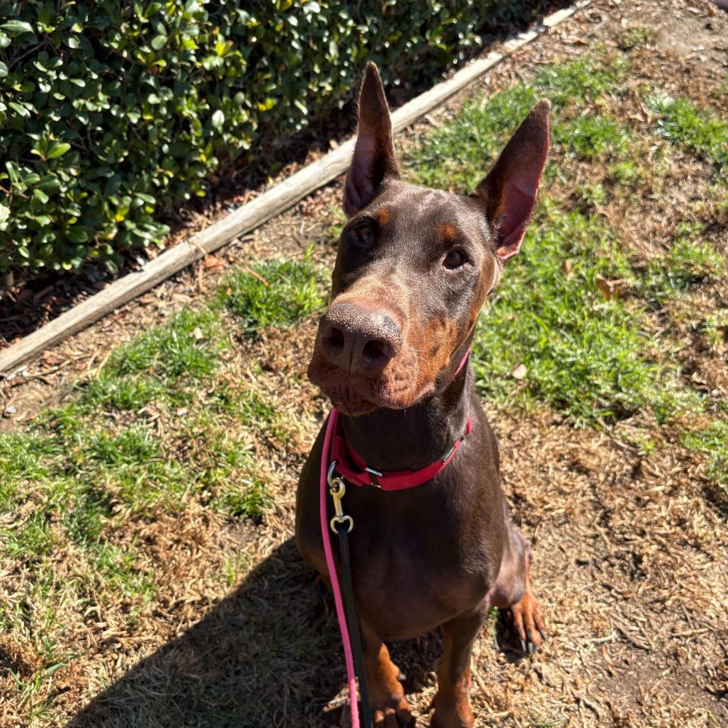 Archer, Adoptable, Adult Male Doberman Pinscher.