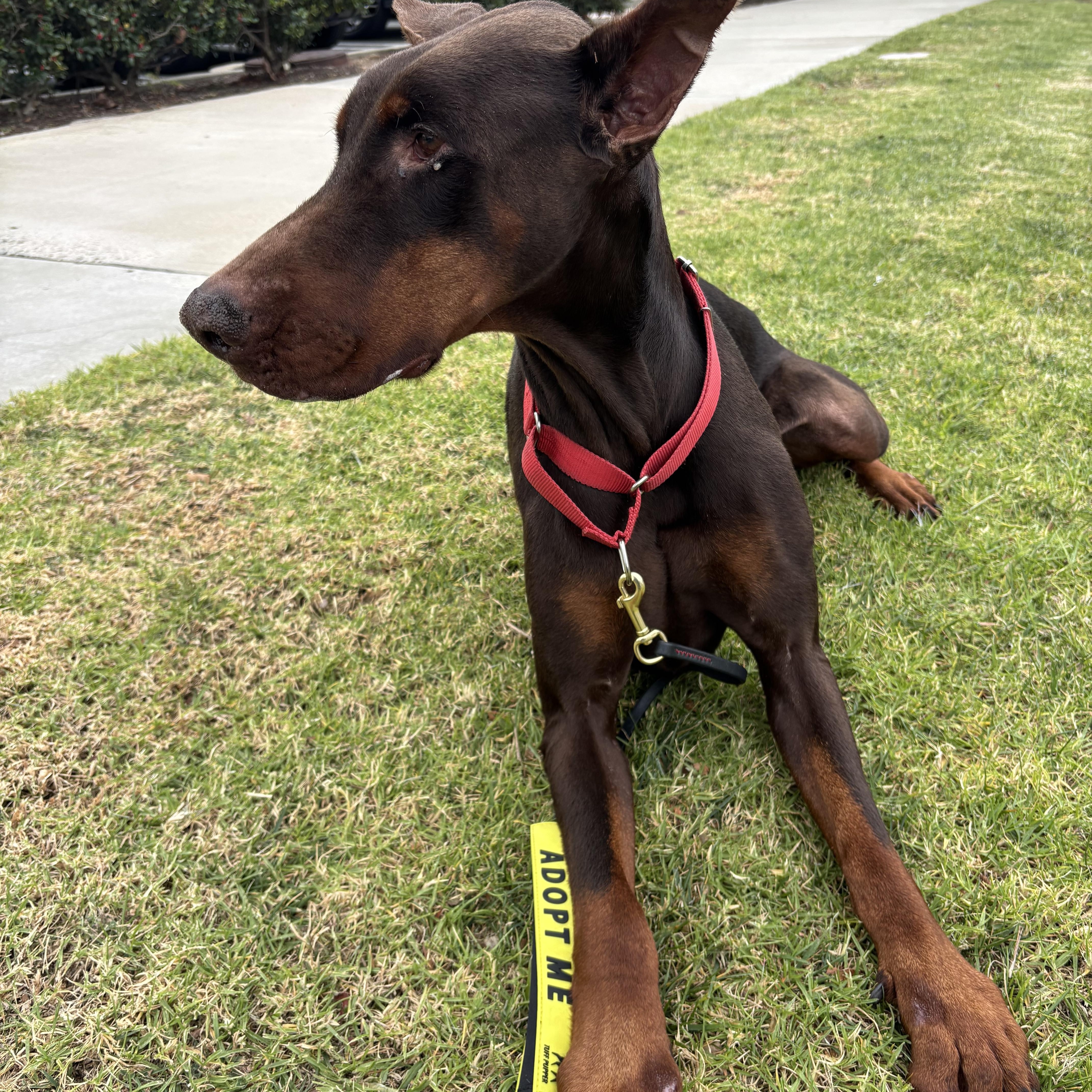 Enlarge Archer, an adopted Doberman Pinscher in Rancho Santa Margarita, CA image 4/6