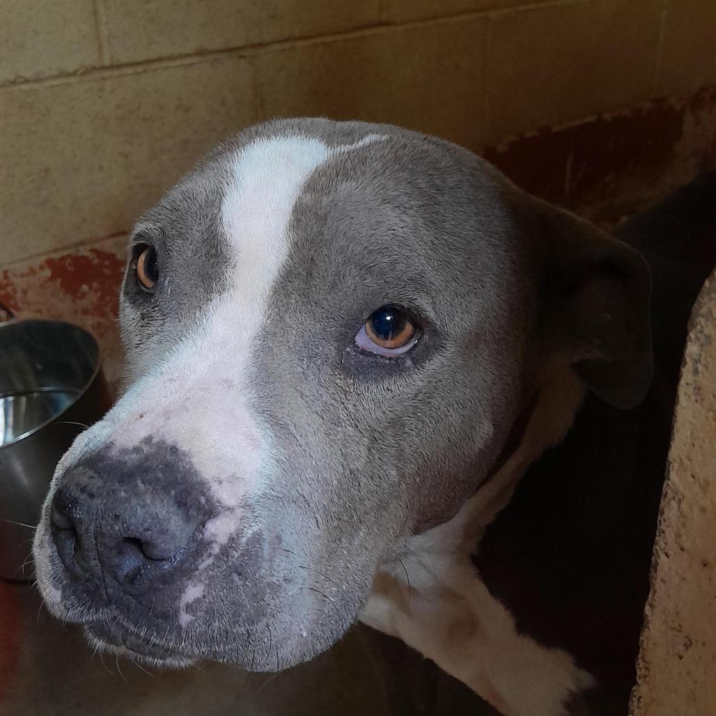 Enlarge (CCSO) Rosana, a Adoptable Pit Bull Terrier in Douglas, AZ image 1/1