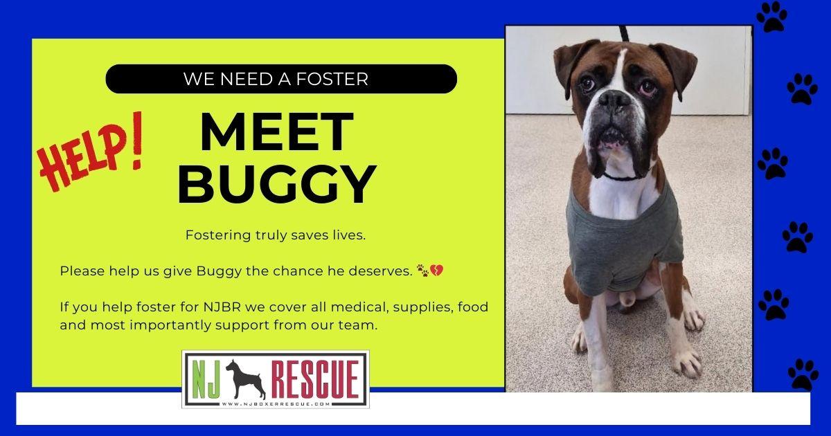 Buggy - Need Foster, adopted, Adult Male Boxer.