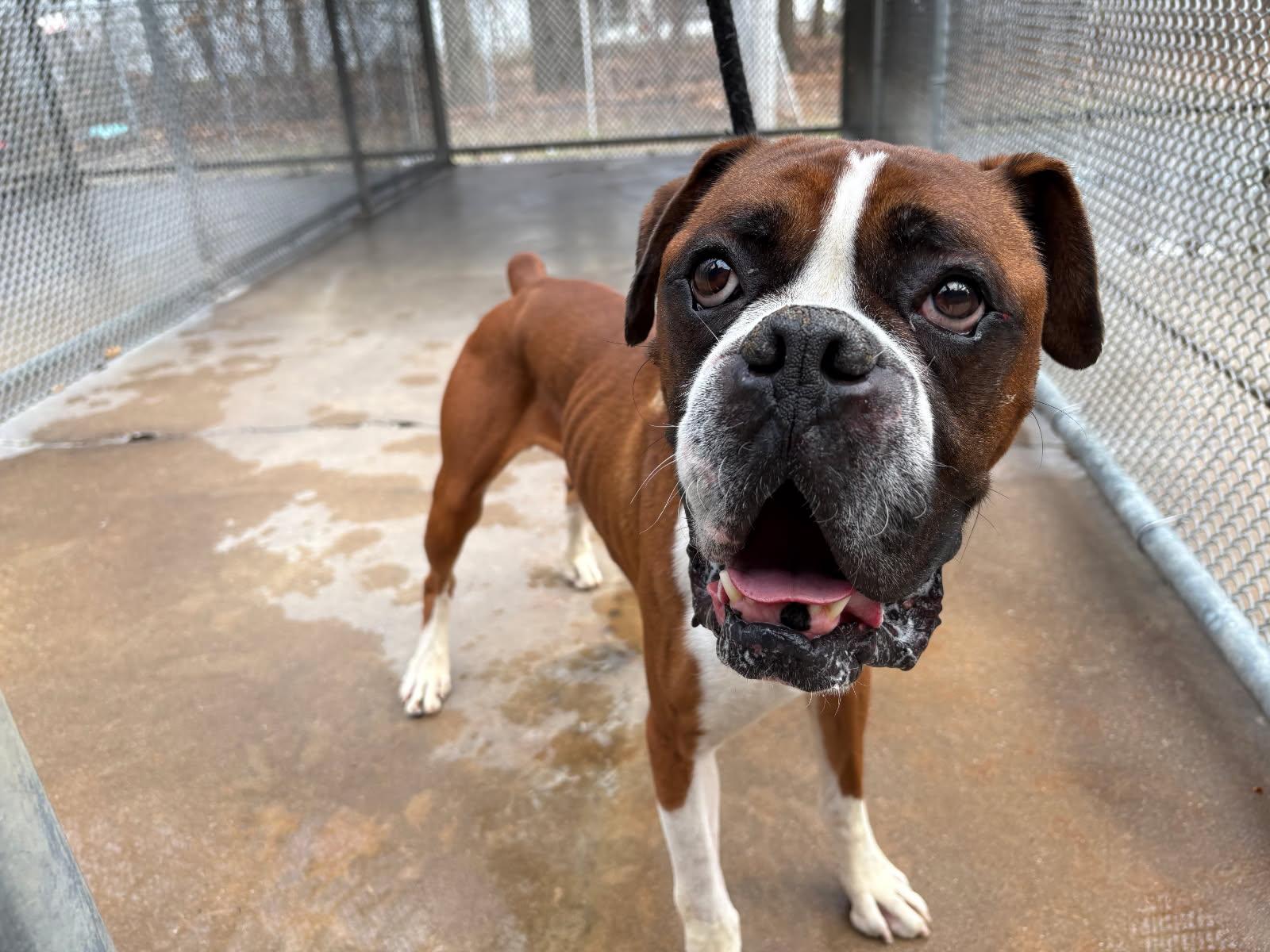 Buggy - Need Foster, an adopted Boxer in Middlesex, NJ image 5/5