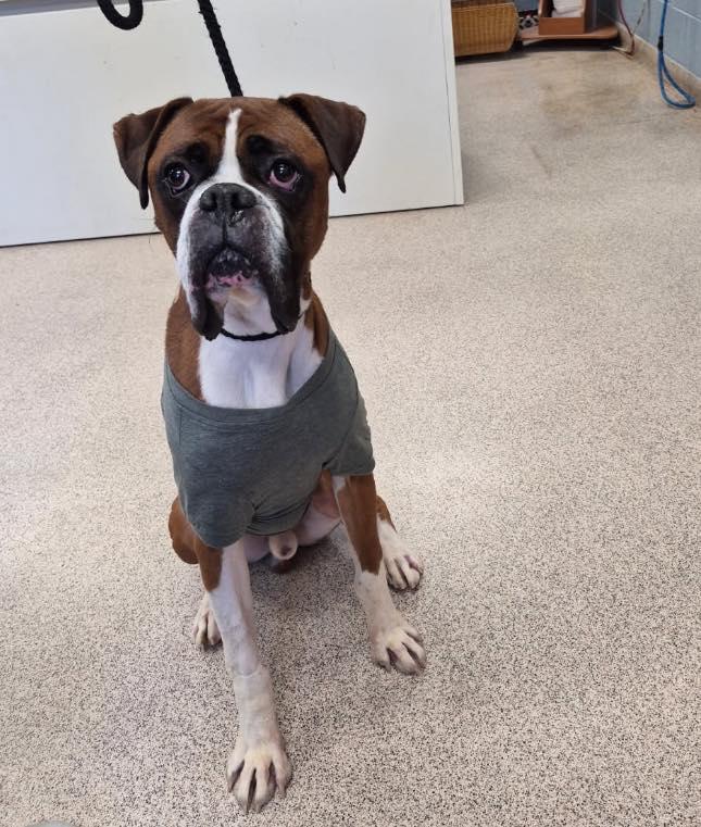 Buggy - Need Foster, an adopted Boxer in Middlesex, NJ image 2/5