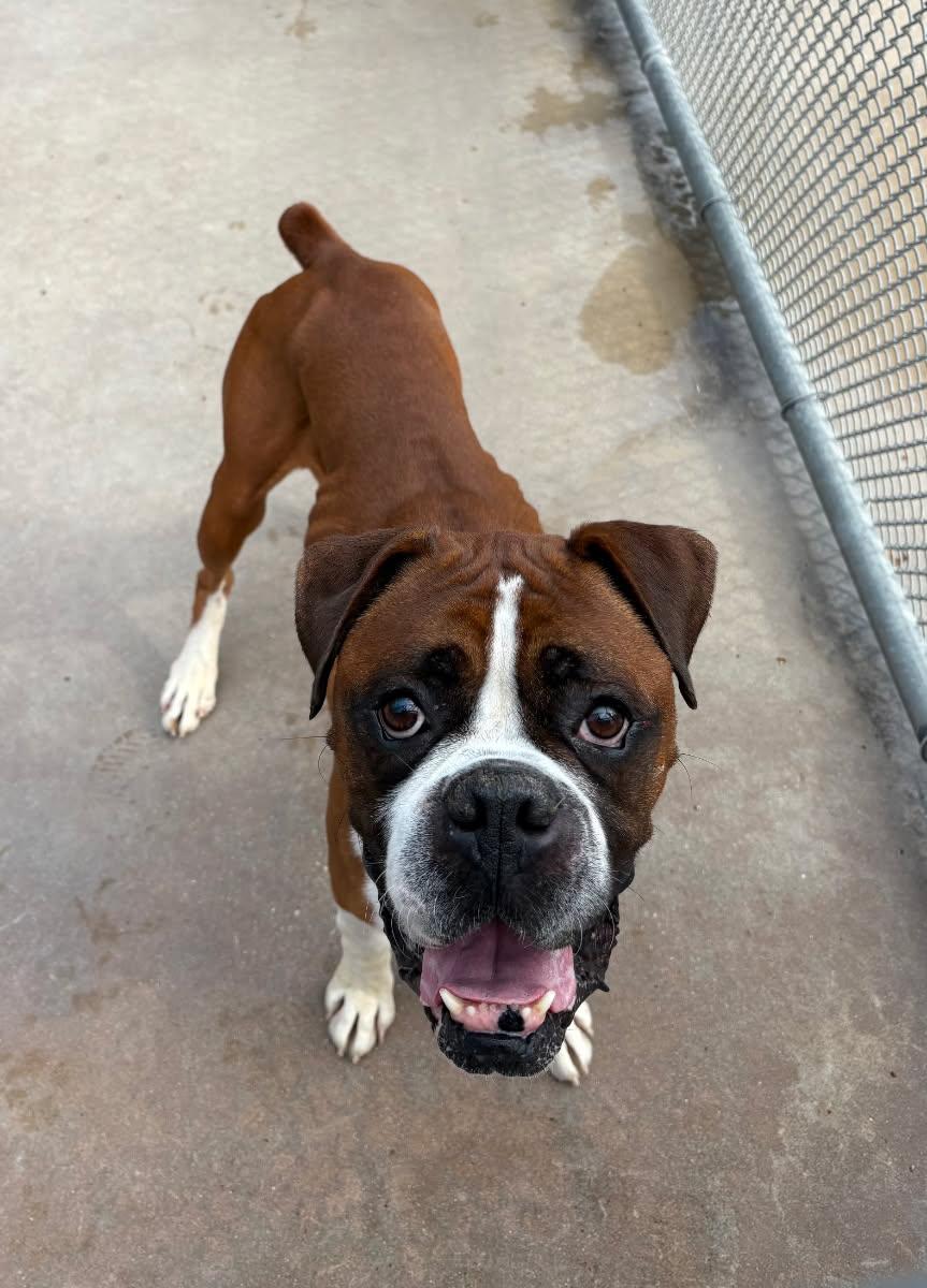Buggy - Need Foster, an adopted Boxer in Middlesex, NJ image 3/5