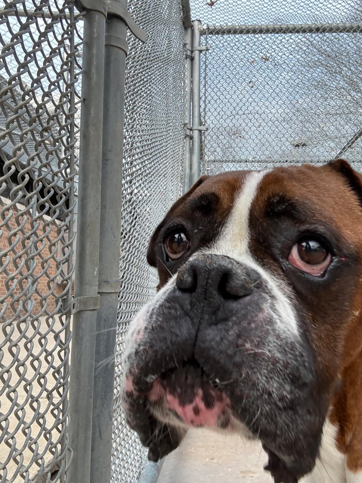 Buggy - Need Foster, an adopted Boxer in Middlesex, NJ image 4/5