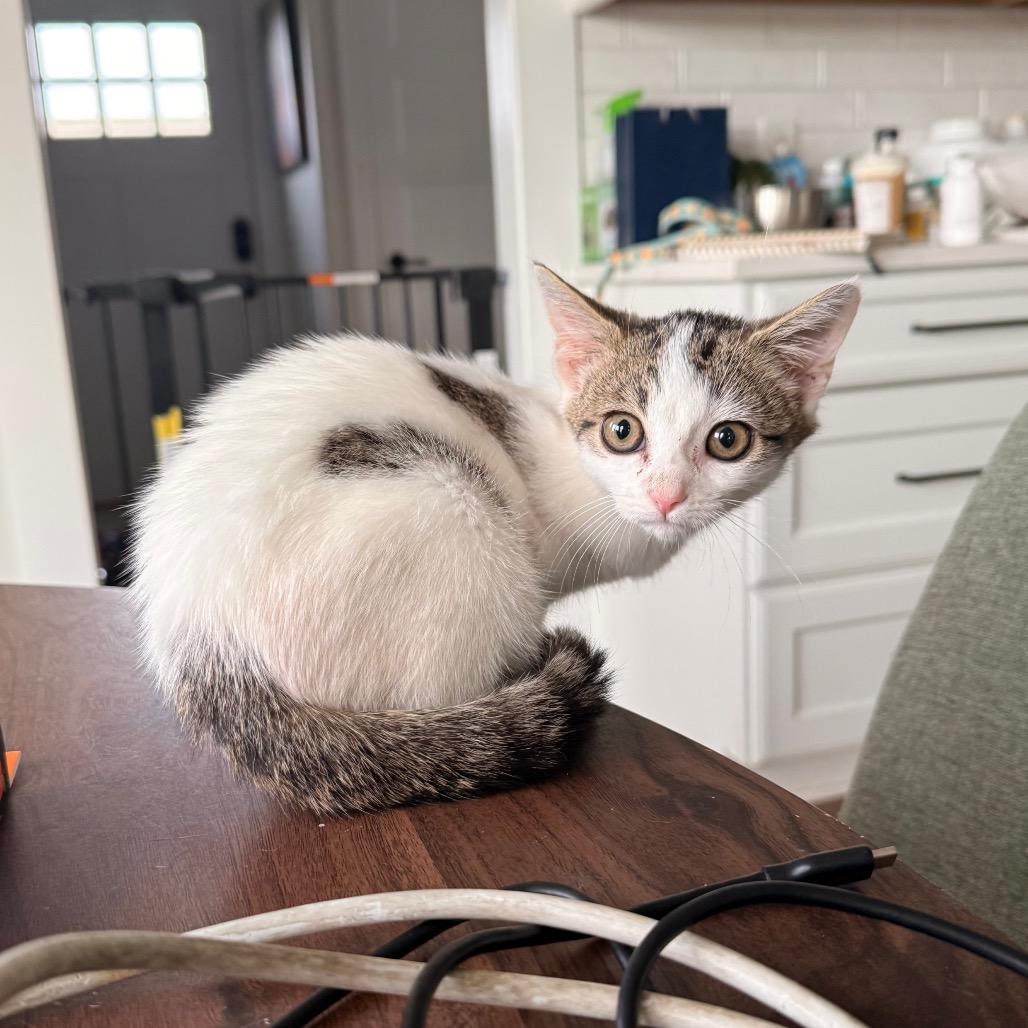Enlarge Mercy (tripod) in Stevensville, MD, a Adoptable Domestic Short Hair in Chestertown, MD image 2/2