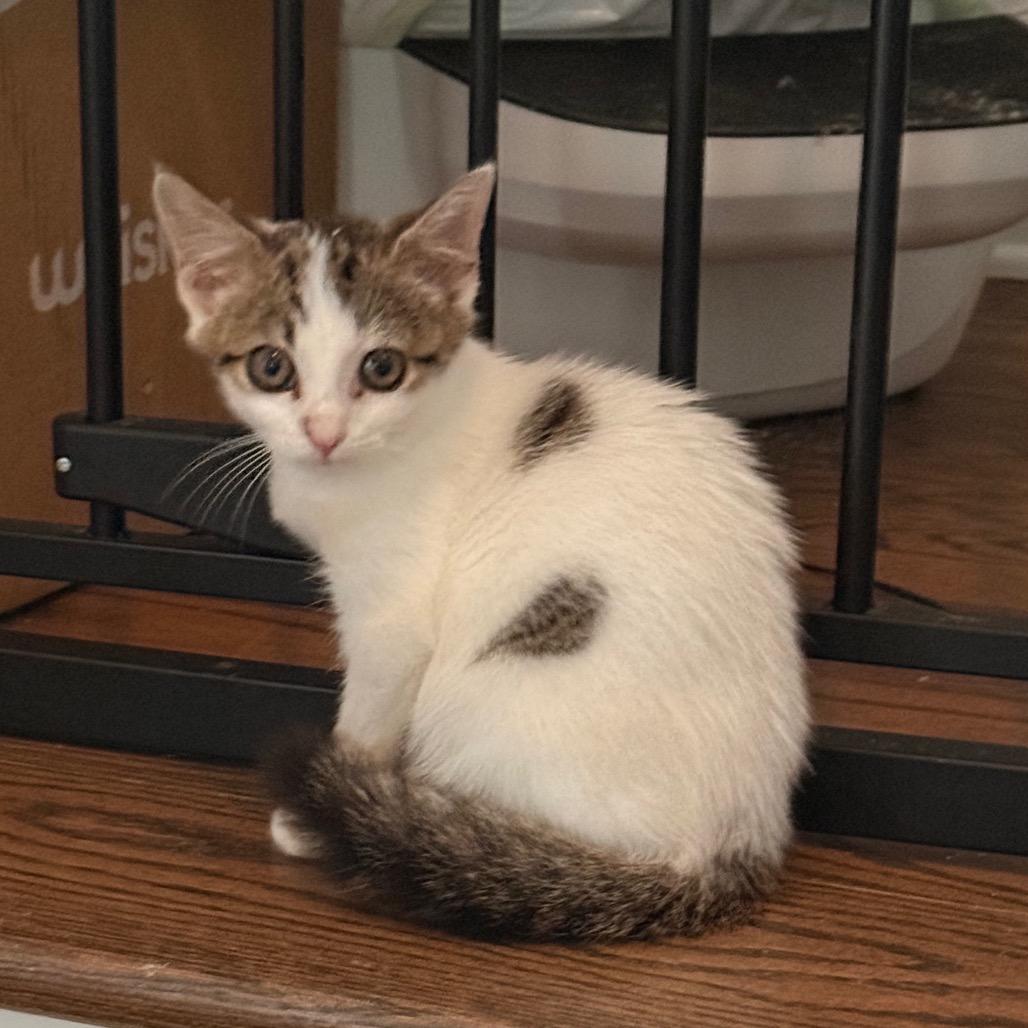 Mercy (tripod) in Stevensville, MD, Adoptable, Kitten Female Domestic Short Hair.