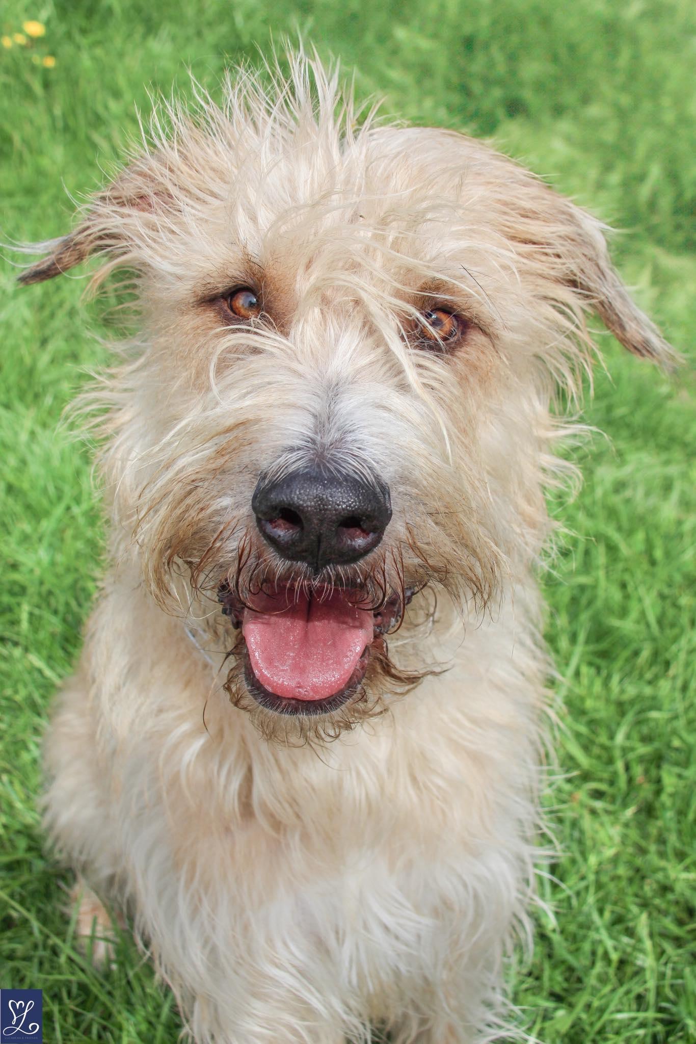 Leo, ADOPTABLE, Young Male Irish Wolfhound.