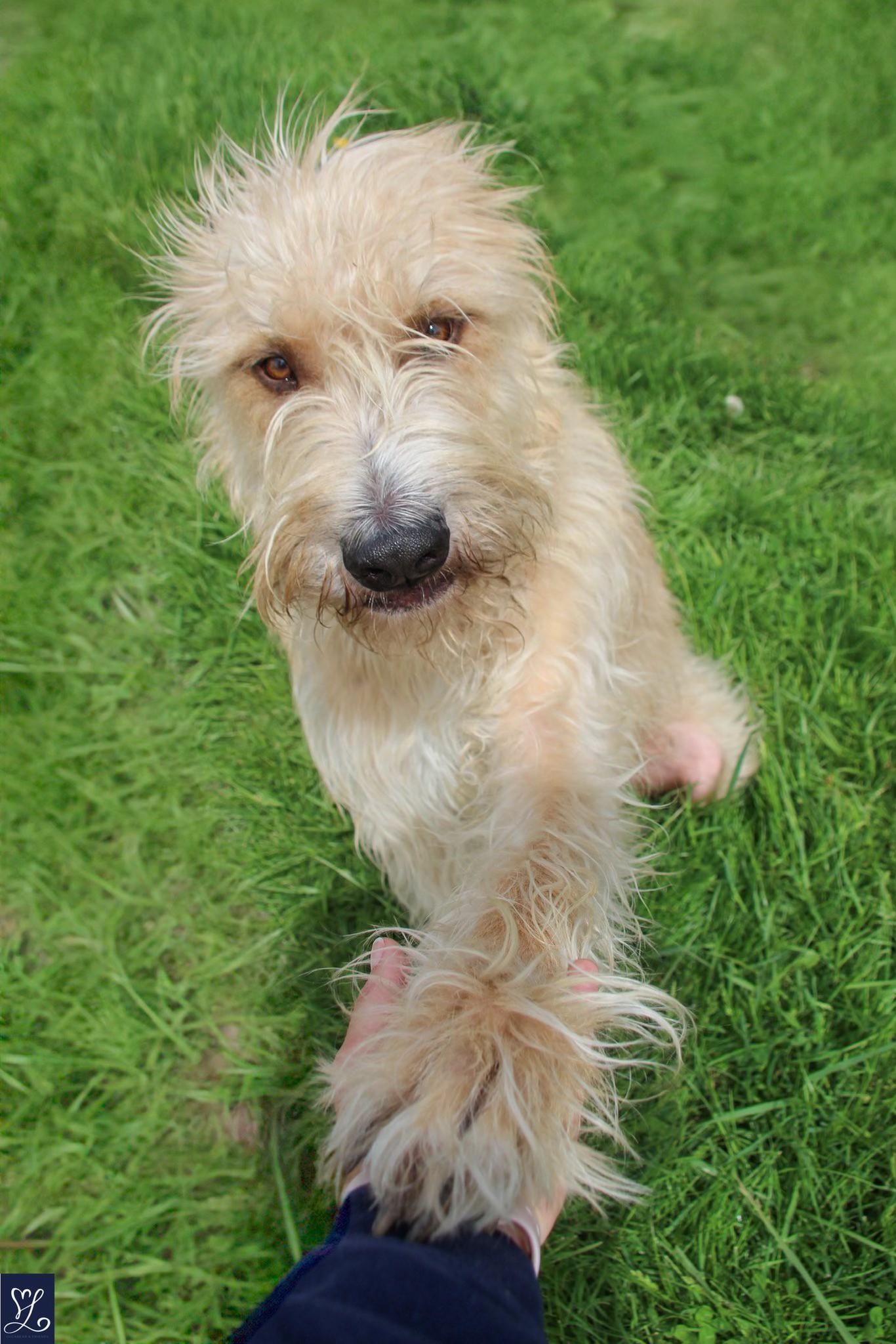Enlarge Leo, a ADOPTABLE mixed breed in Darien Center, NY image 2/4
