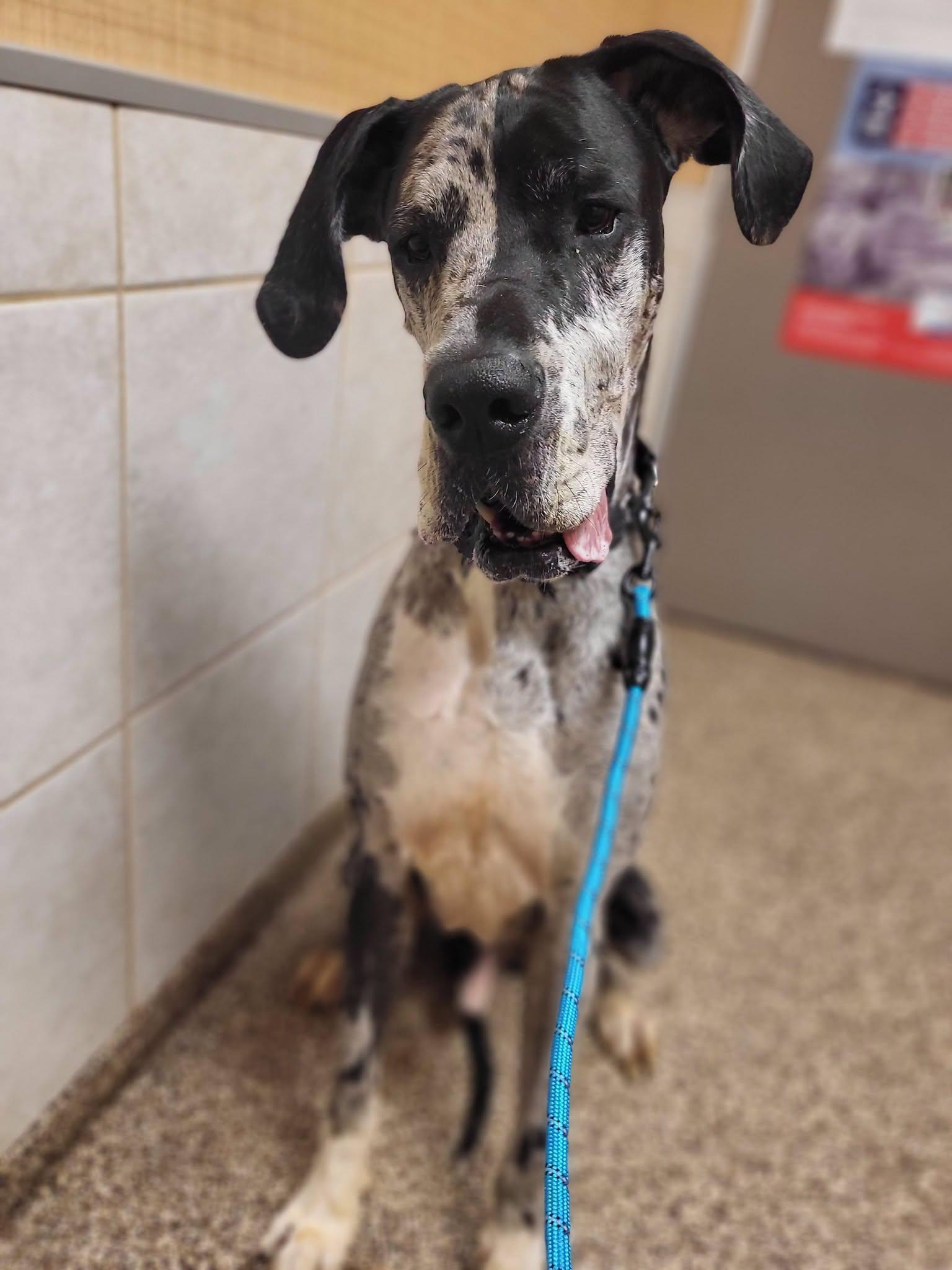 Enlarge Weston, a Adoptable Great Dane in Salisbury, NC image 2/4
