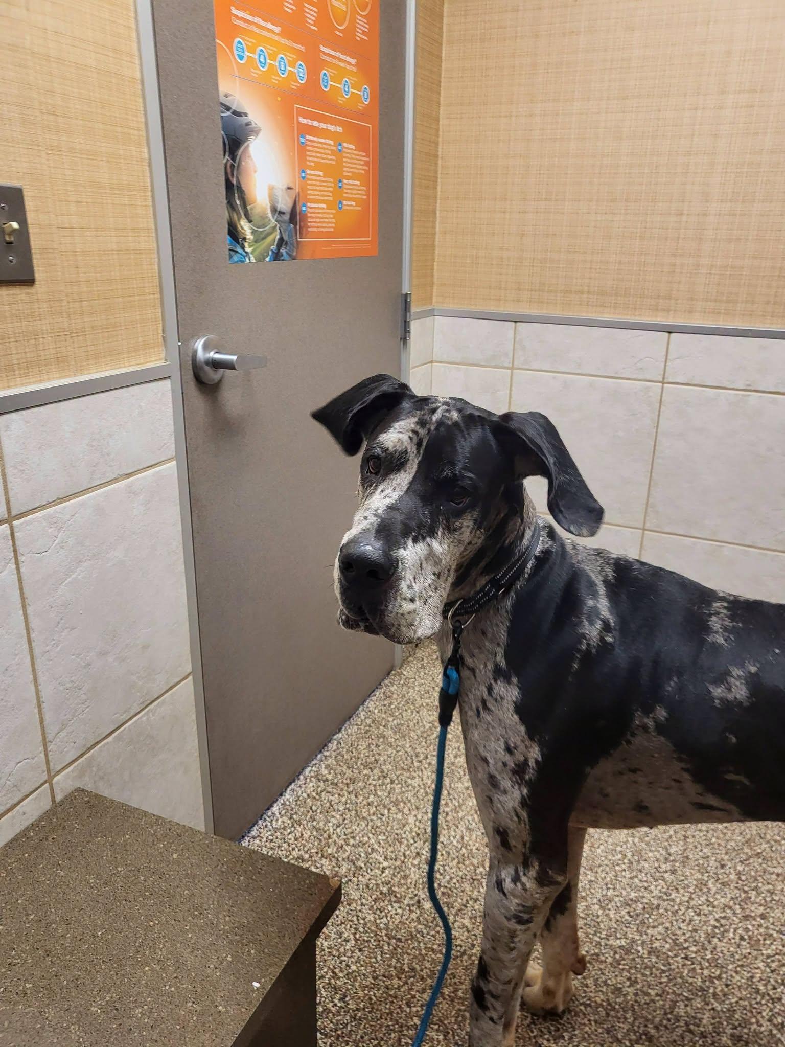 Enlarge Weston, a Adoptable Great Dane in Salisbury, NC image 3/4