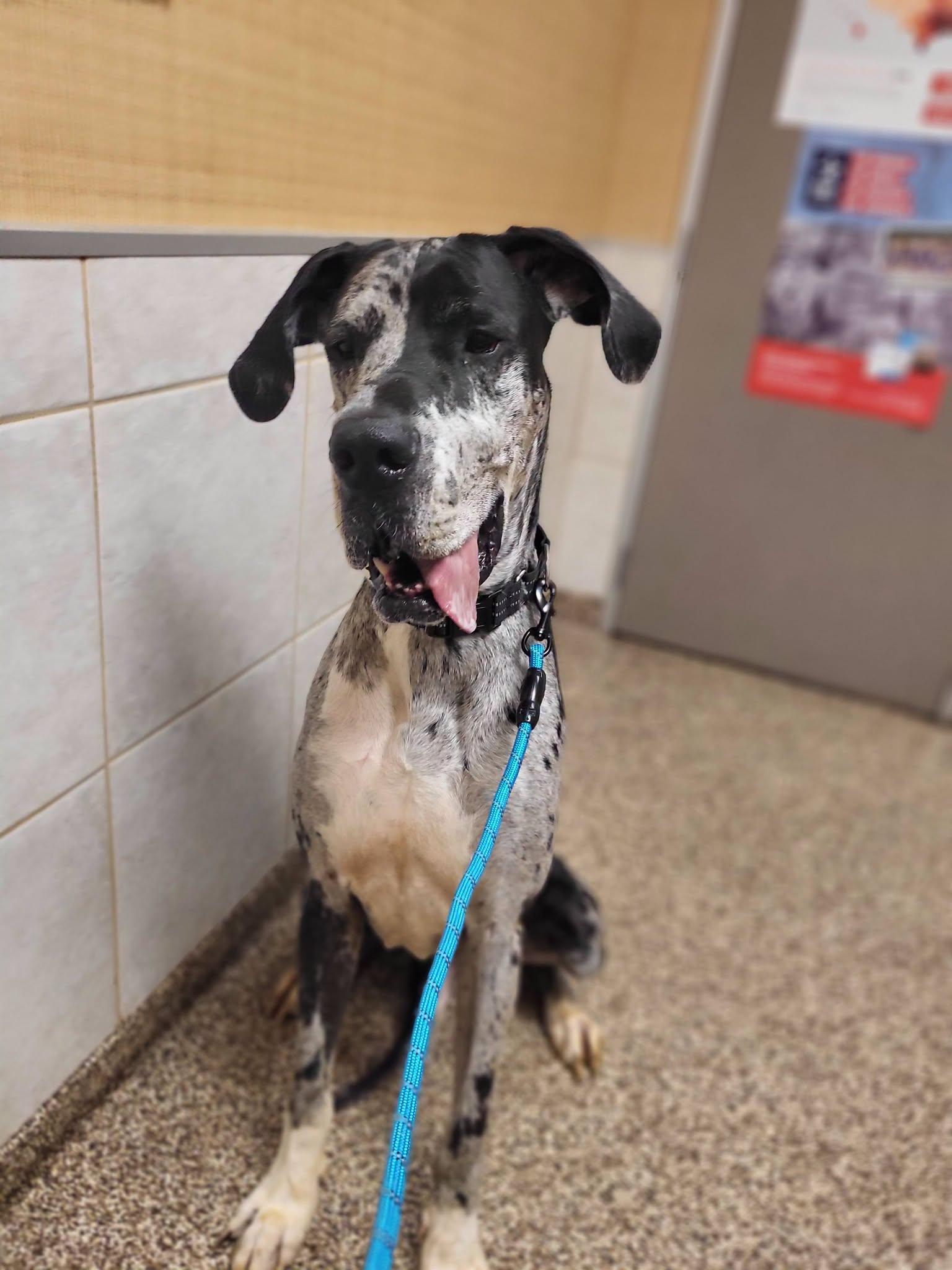 Enlarge Weston, a Adoptable Great Dane in Salisbury, NC image 4/4
