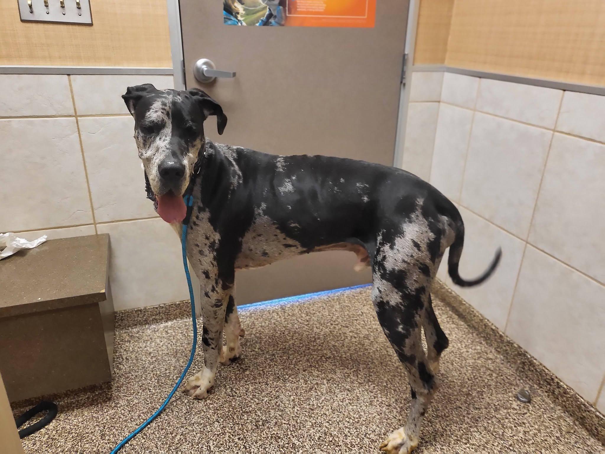 Weston, Adoptable, Young Male Great Dane.