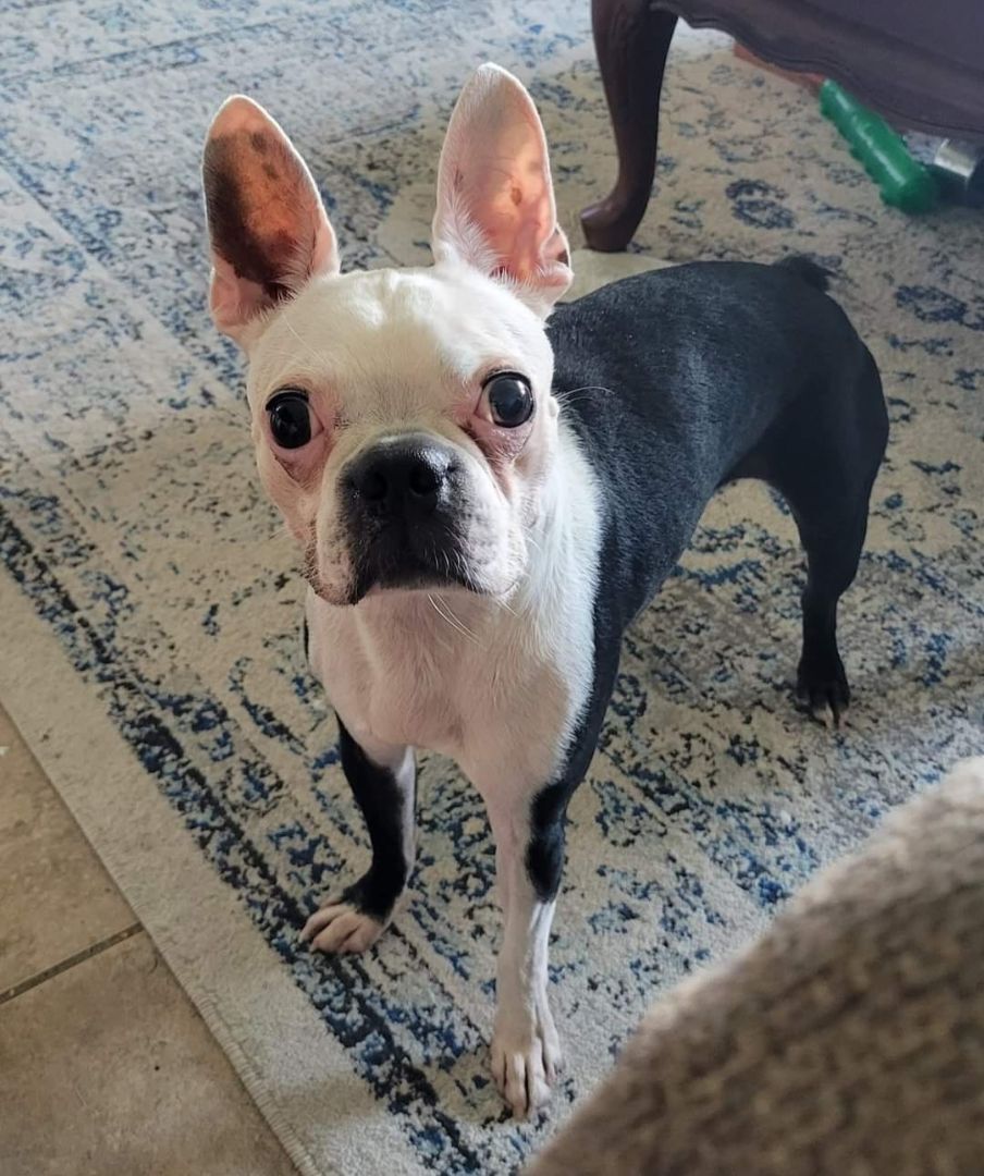 JOJO - Adopted!!, a Adoptable Boston Terrier in Spring, TX image 1/4