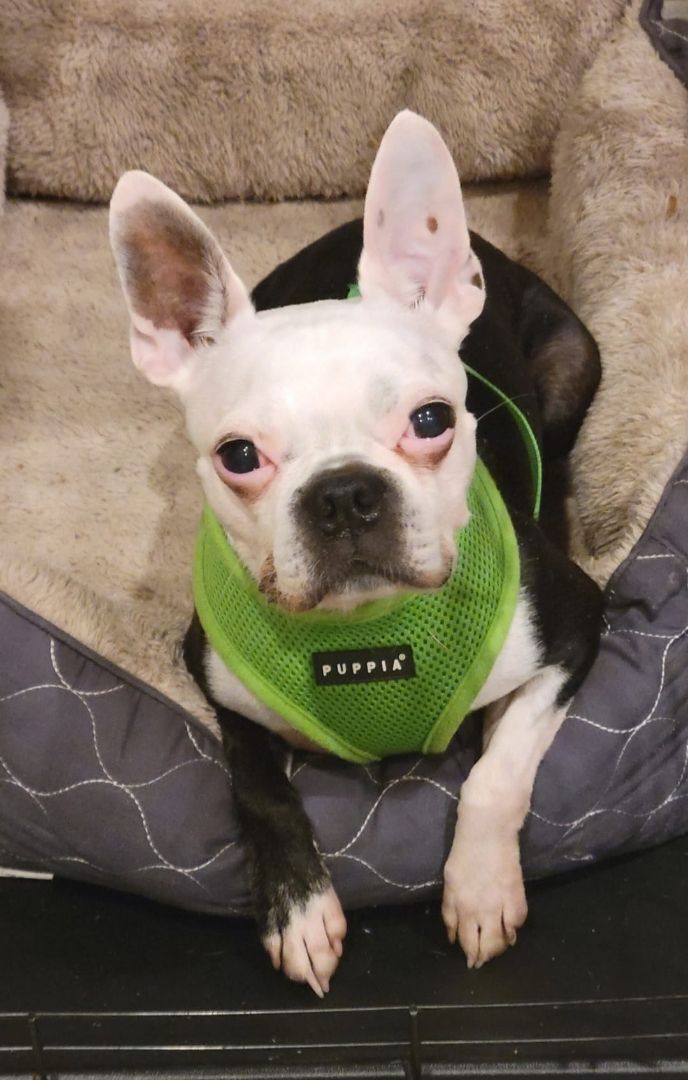 JOJO - Adopted!!, a Adoptable Boston Terrier in Spring, TX image 2/4