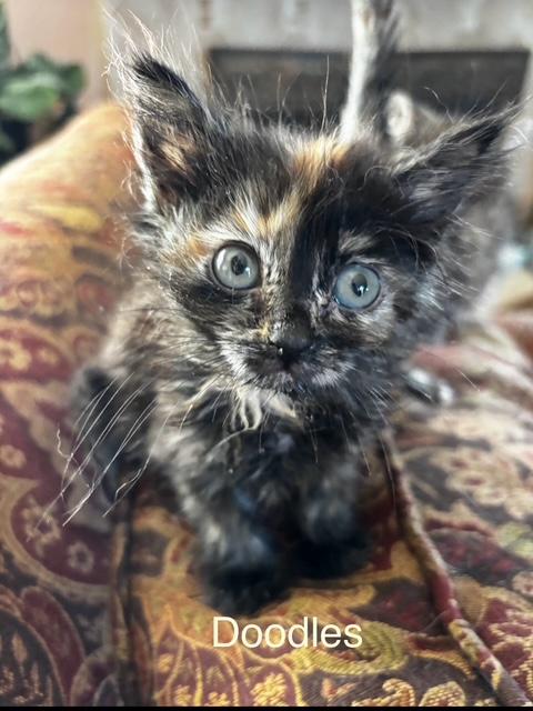 Doodles, ADOPTABLE, Kitten Female Domestic Medium Hair.