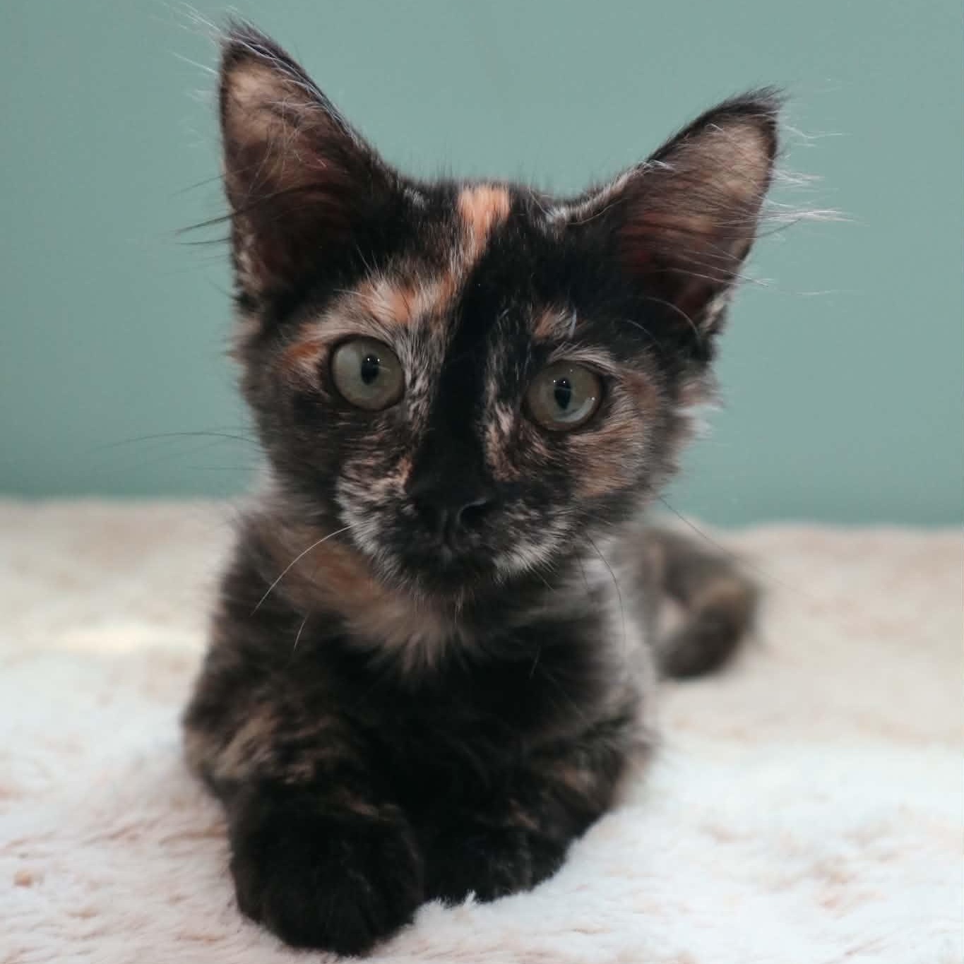 Enlarge Doodles, a ADOPTABLE Domestic Medium Hair in Santa Maria, CA image 1/4