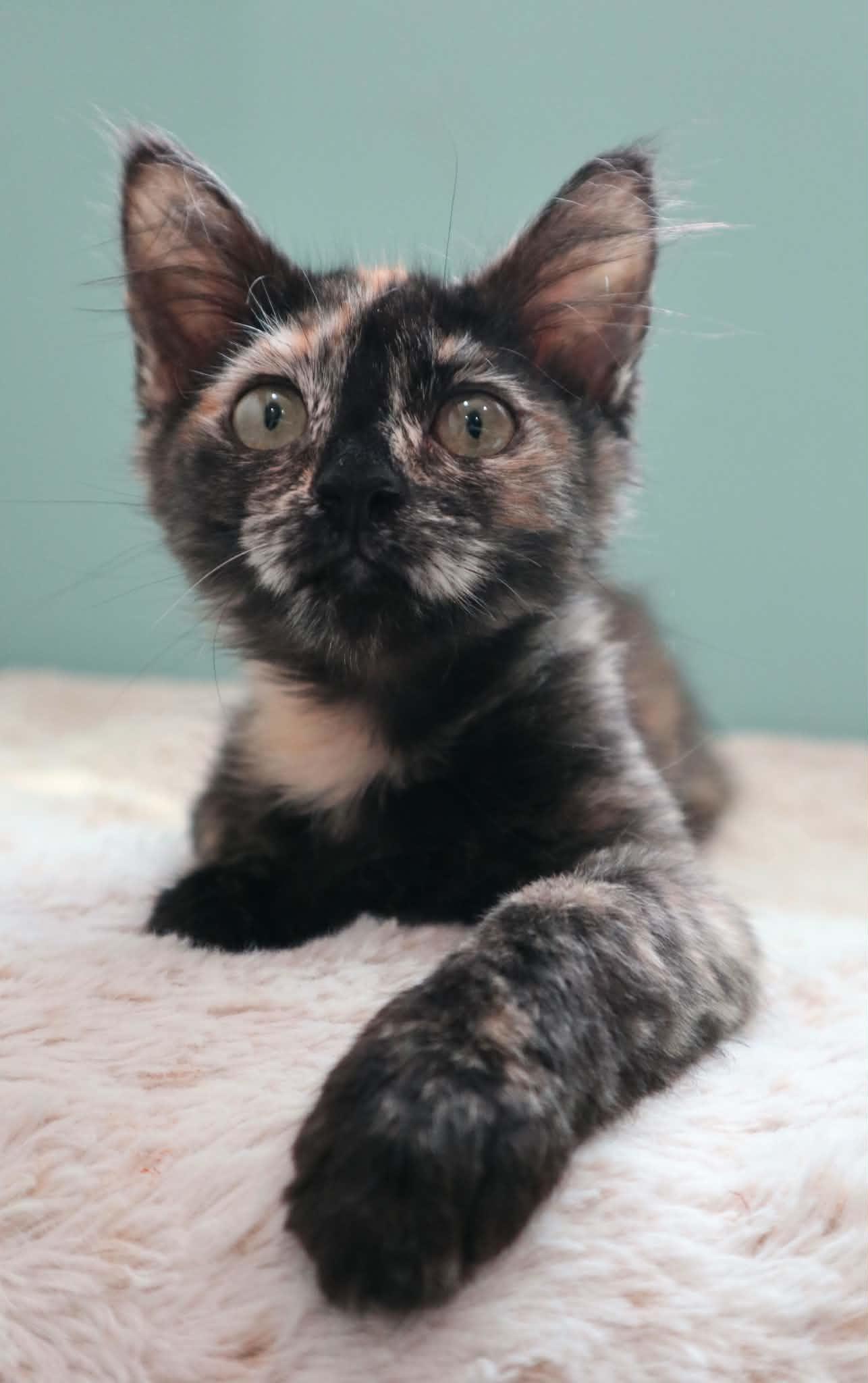 Enlarge Doodles, a ADOPTABLE Domestic Medium Hair in Santa Maria, CA image 3/4